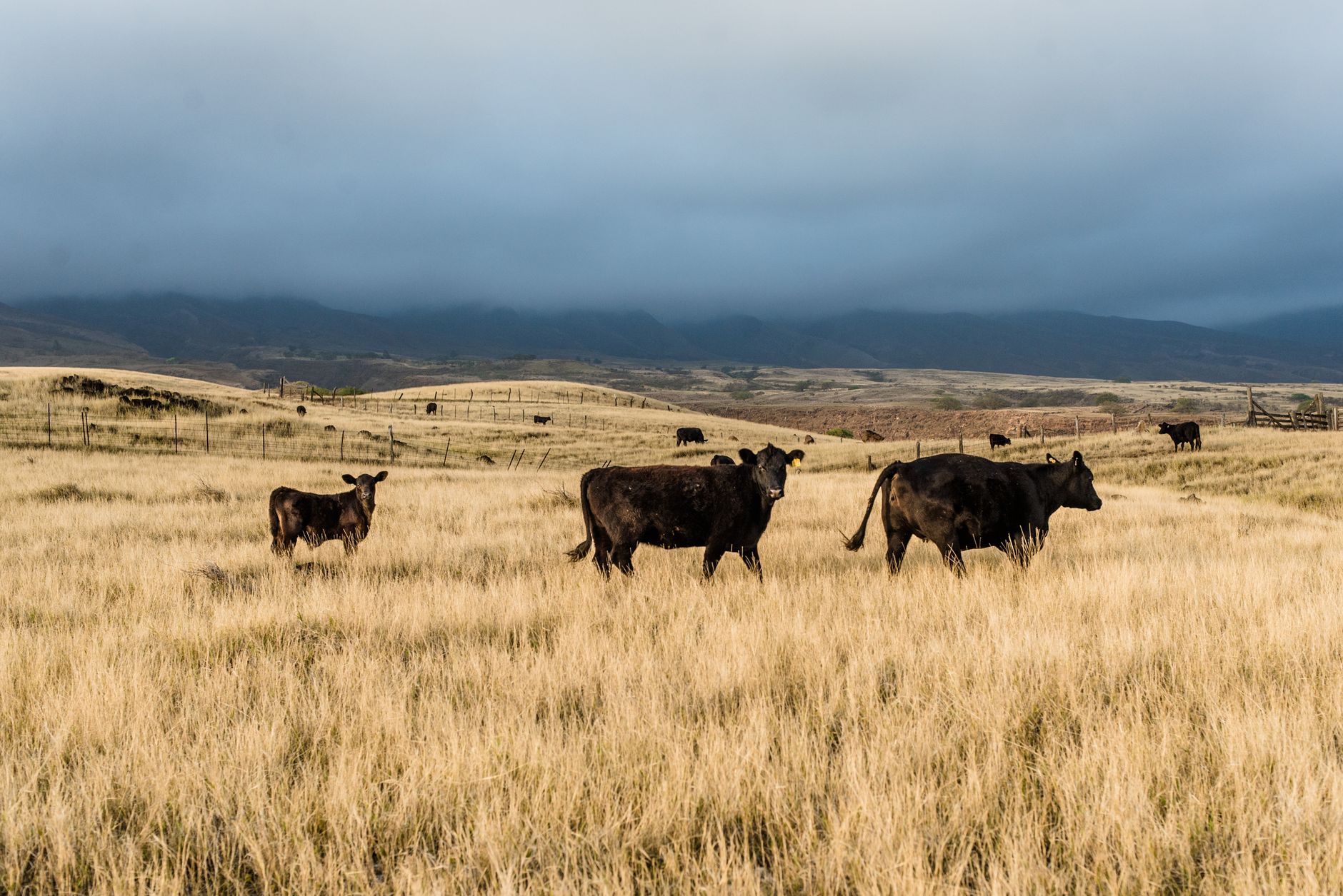cattle ranch pasture