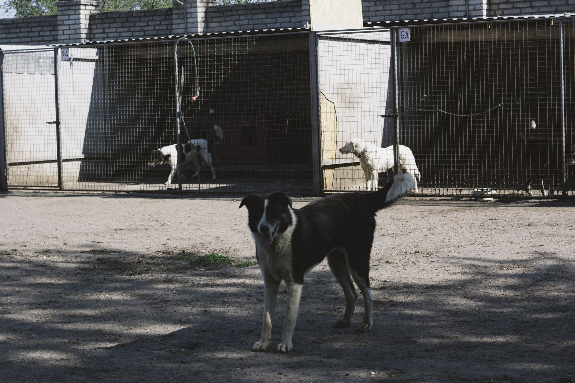 NZ Dog Quarantine: MPI Rules, 10-Day Stay, and Facilities