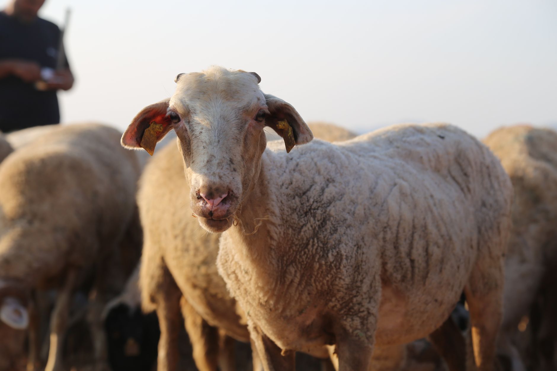 Animal Quarantine Explained: Border Control, Duration, and Livestock Rules