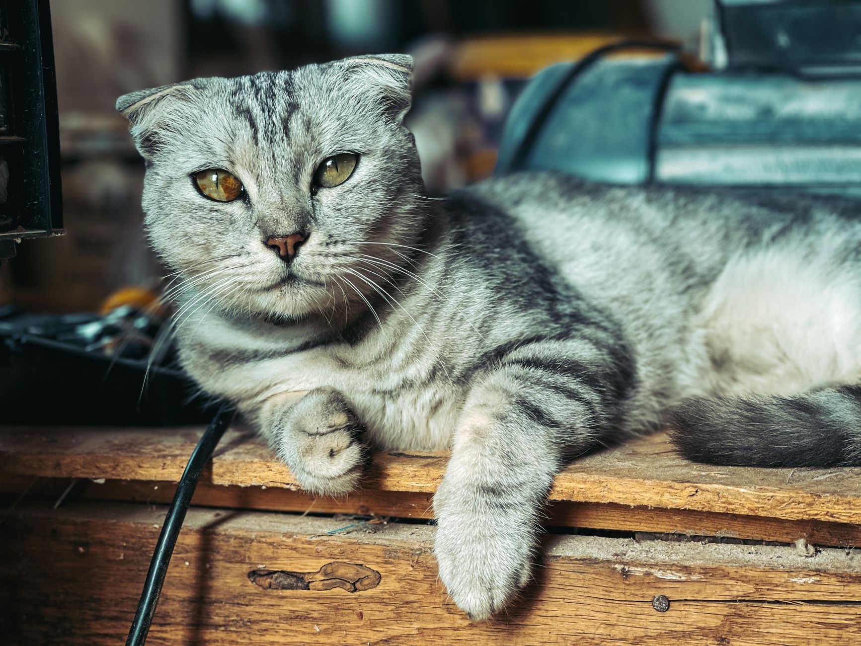 grey cat beside open blue pet passport booklet on wooden desk