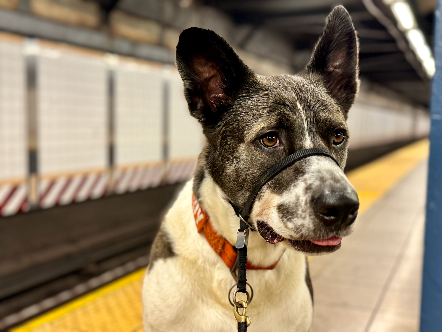 small puppy inside zippered travel bag on train station bench