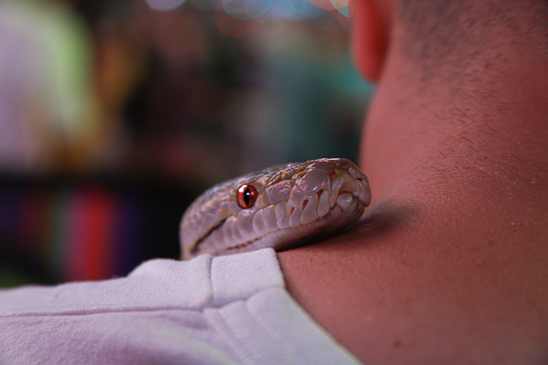 customs inspection live snake pet carrier airport