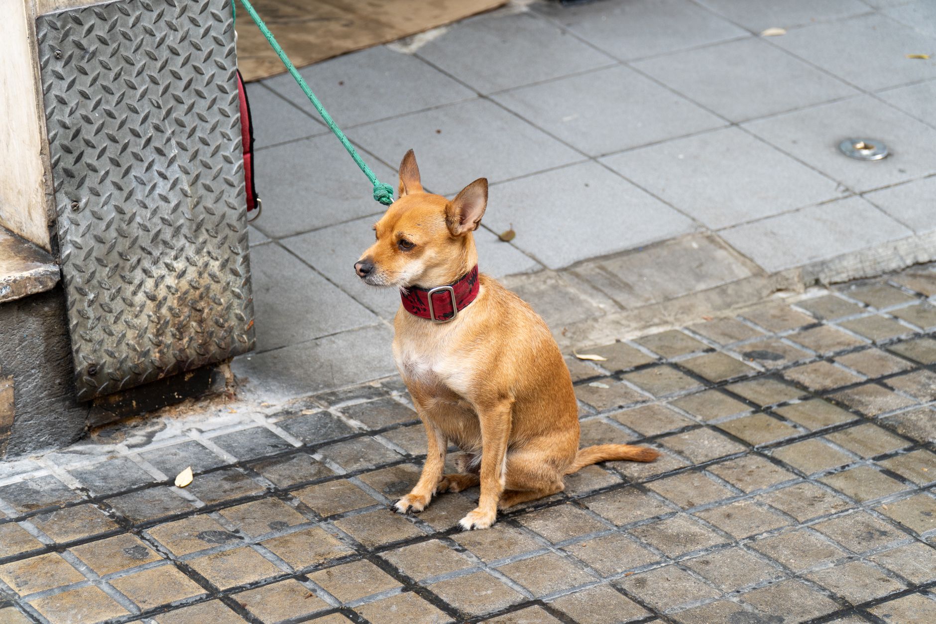 chihuahua peeking out of leather tote bag on city sidewalk