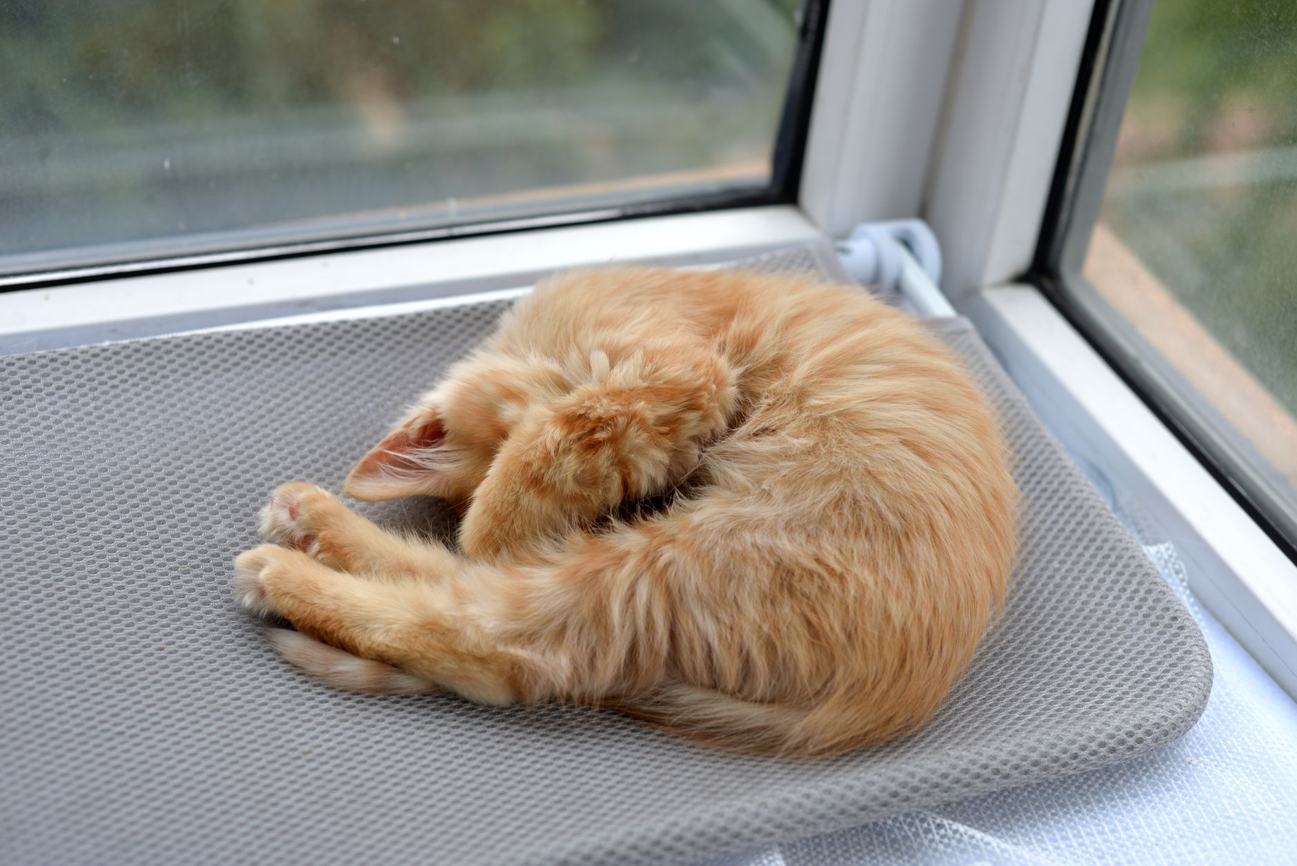 ginger cat peeking from mesh soft-sided carrier under airplane seat