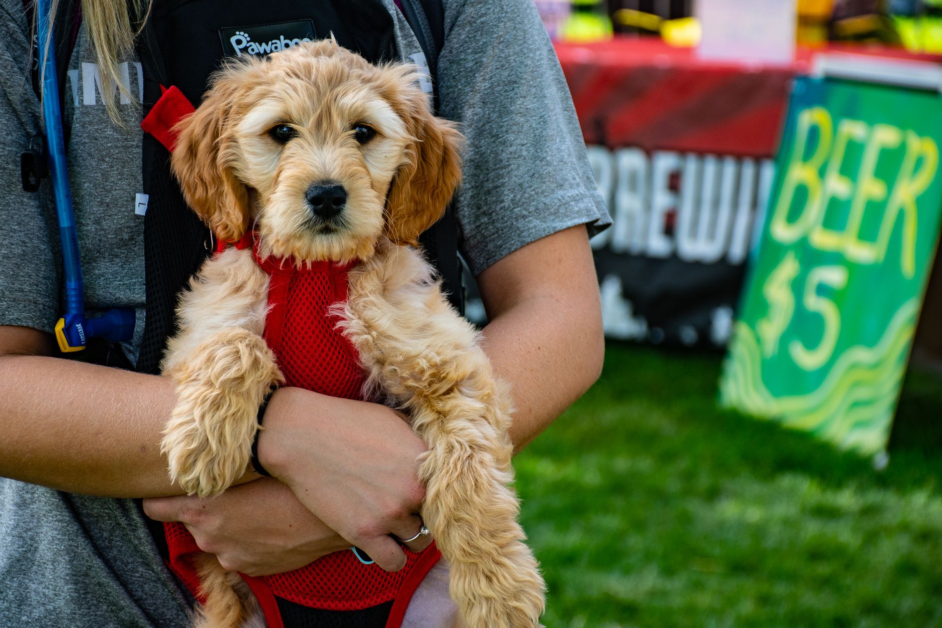TSA Approved Dog Carrier: What "TSA-Approved" Really Means Before You Fly