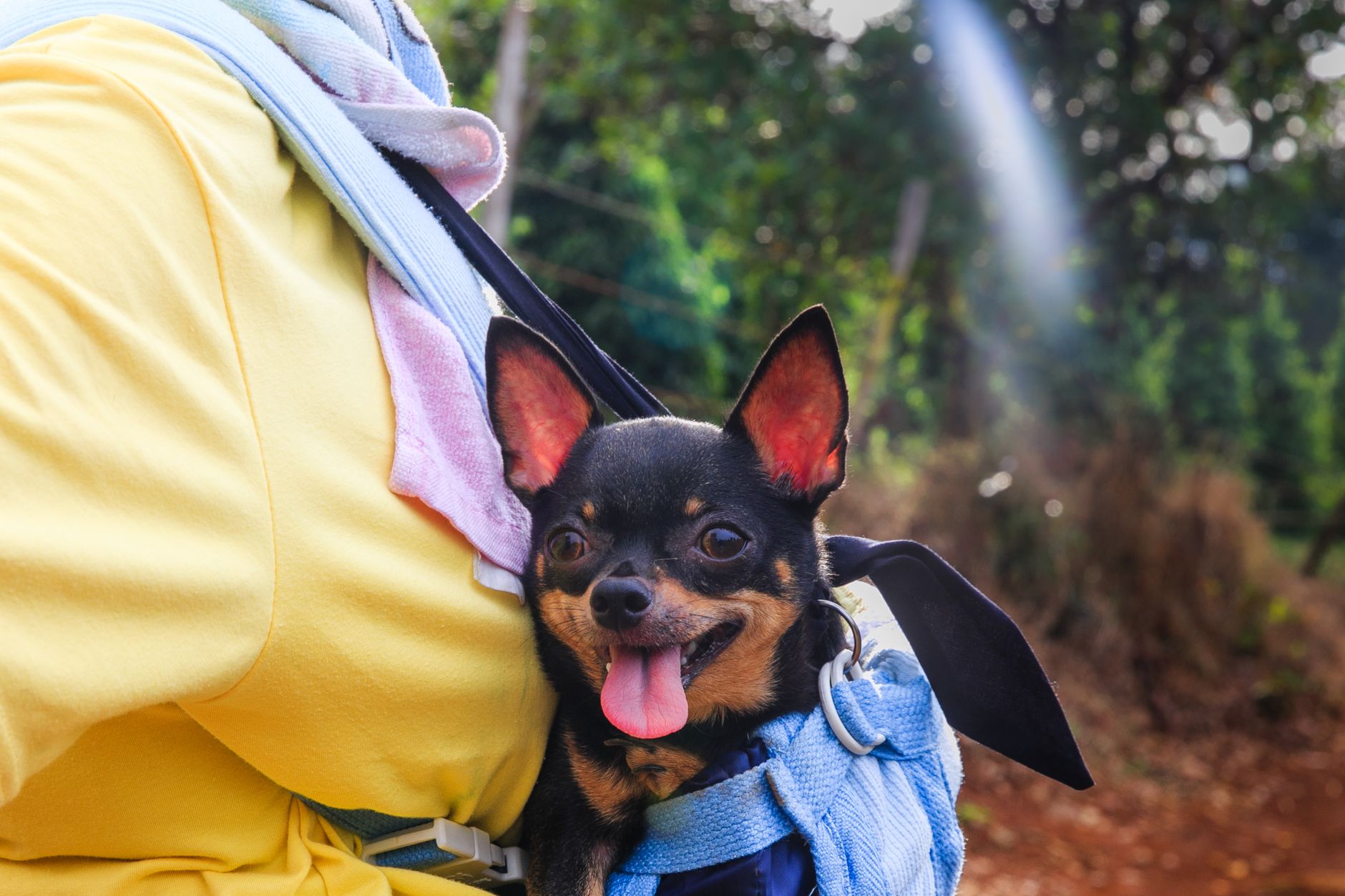 How to Fly a Dog on an Airplane: Cabin, Cargo, and Official Documents (2026)