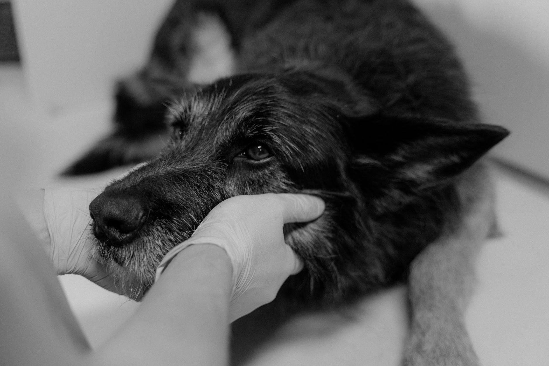Animal Quarantine in Canada: CFIA Rules for Pets, Livestock, and Imports