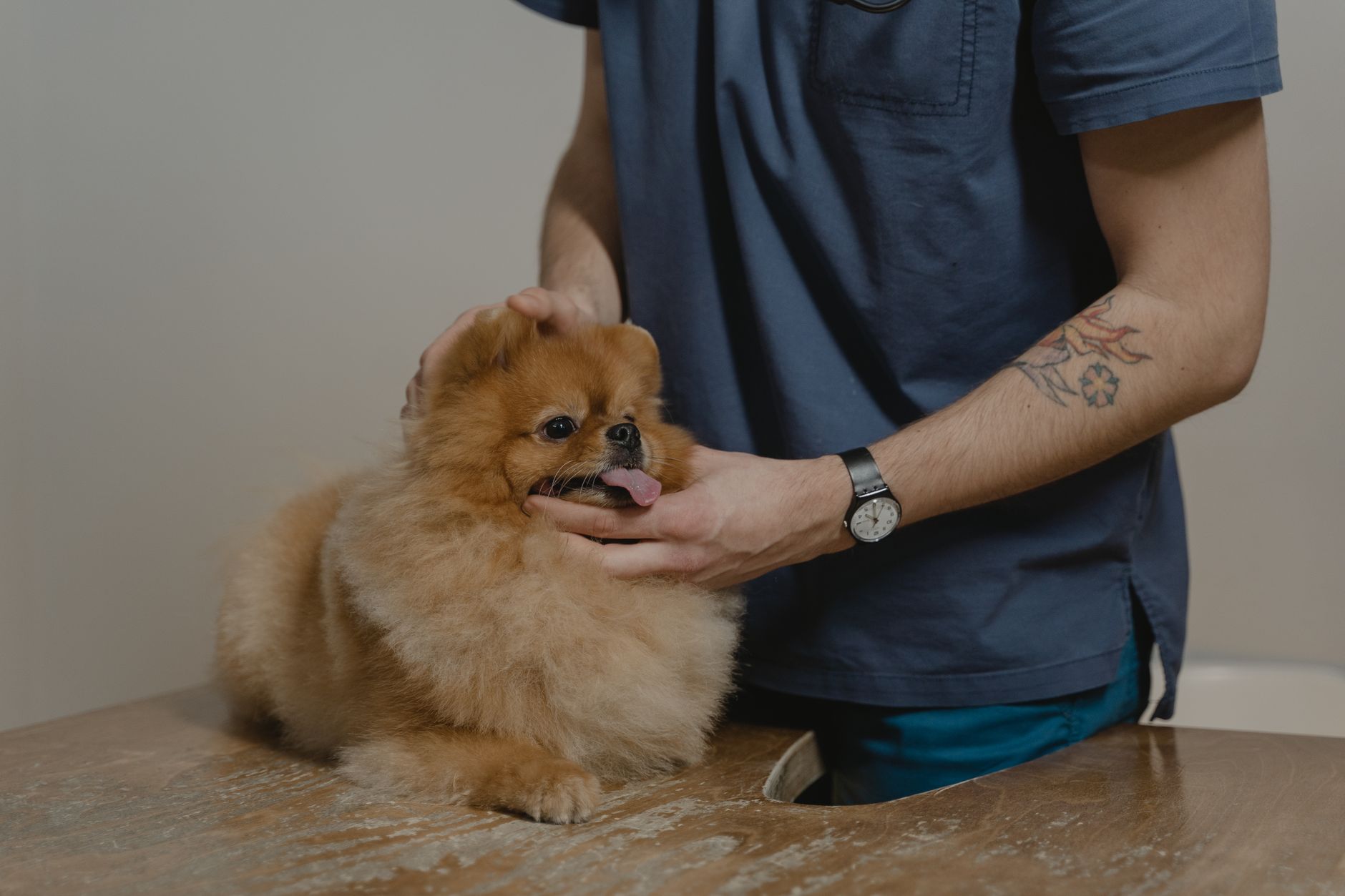 owner holding dog health booklet airport check-in