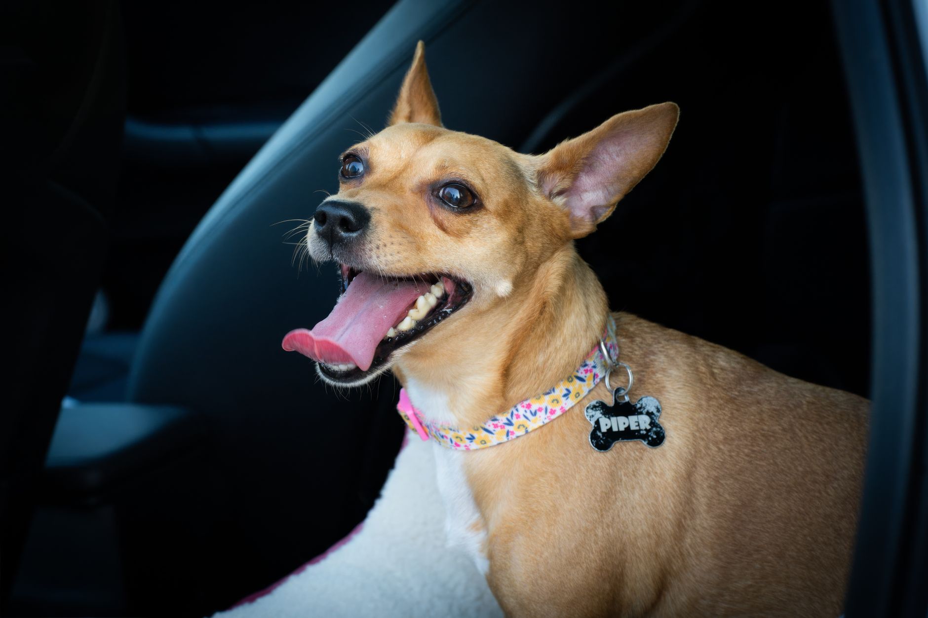 Dogs on Airplanes: Rules, Documents, and Costs for Flying With Your Dog (2026)