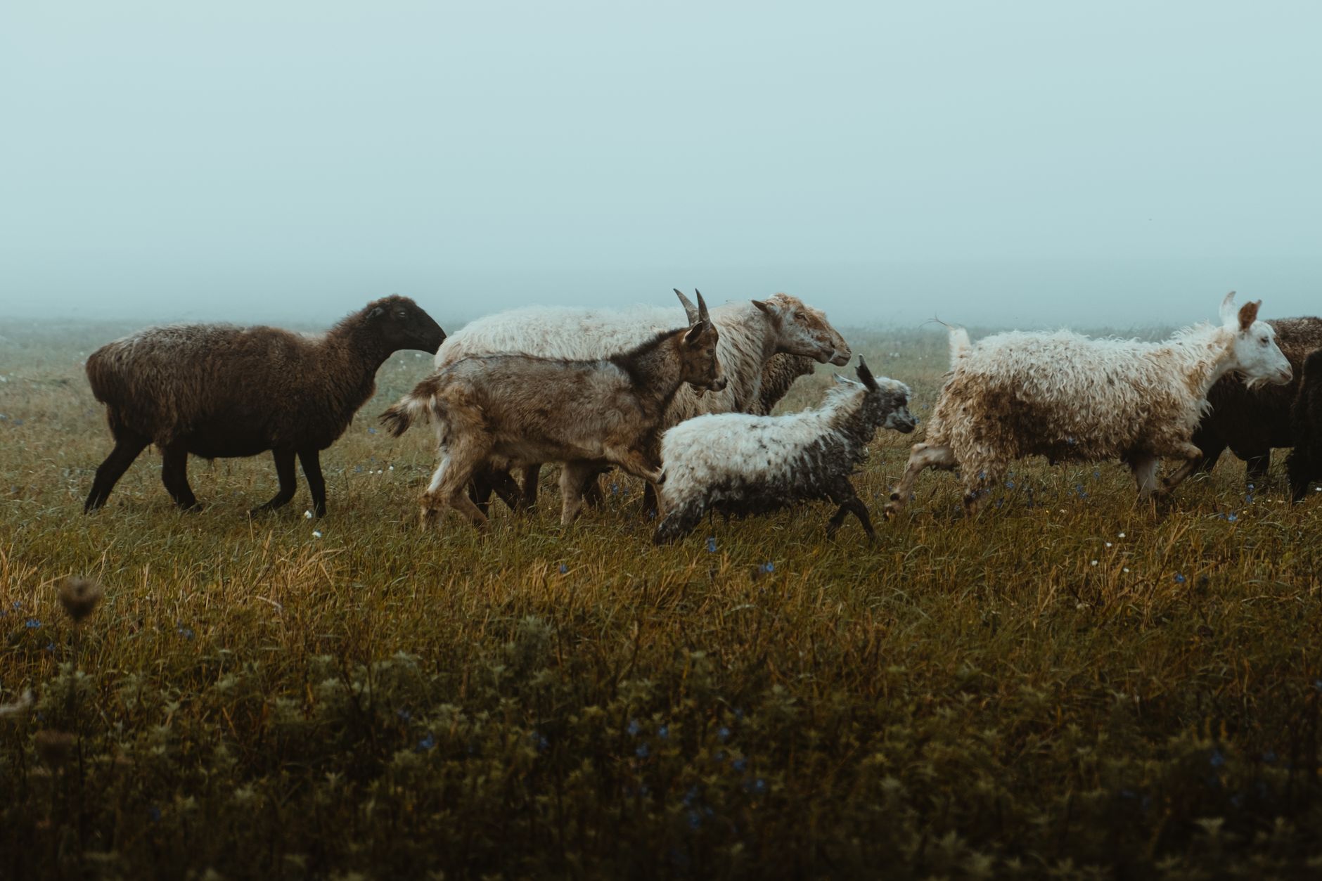 sheep goat farm field