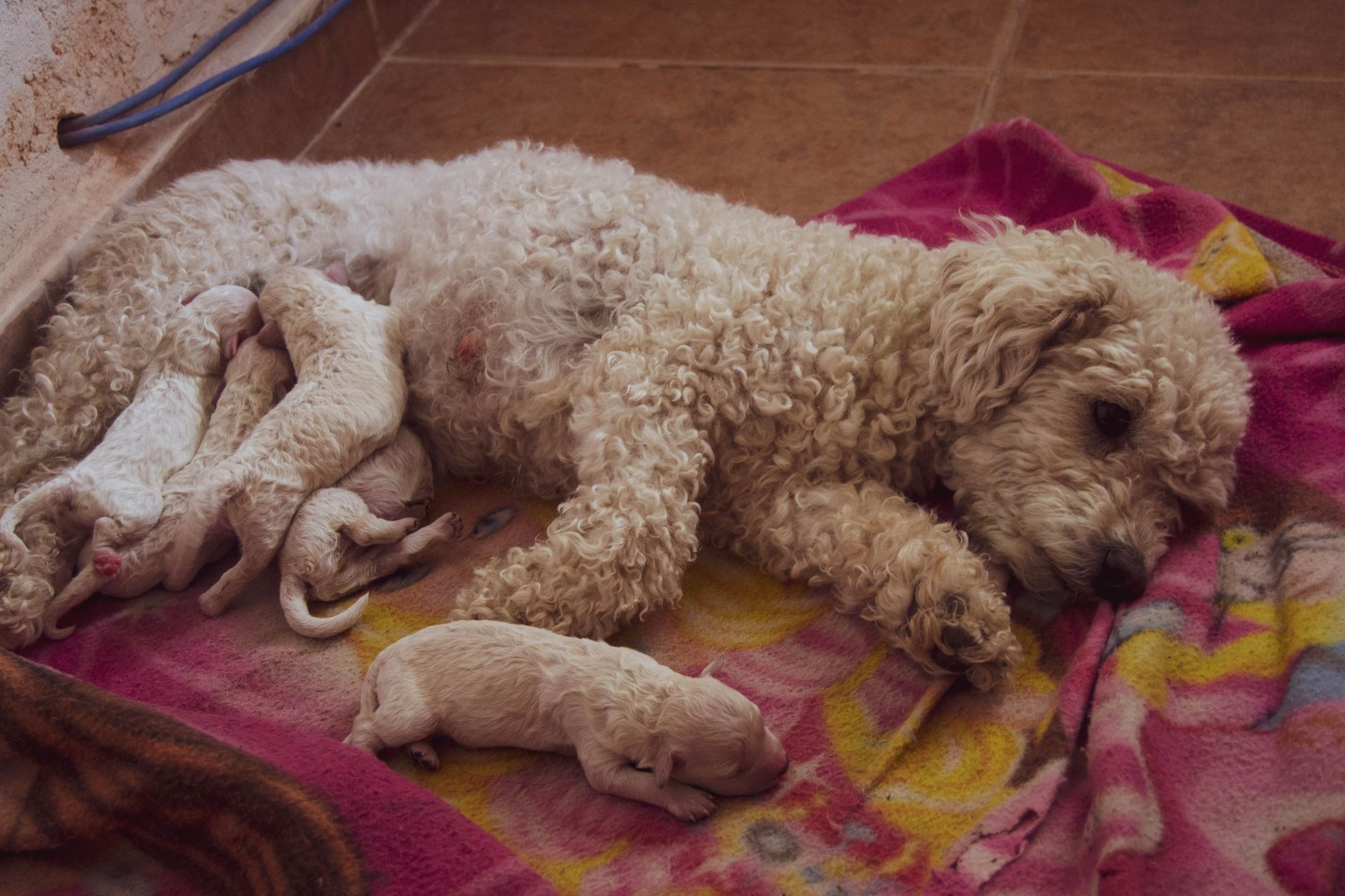 dog breeder holding paperwork with litter of puppies