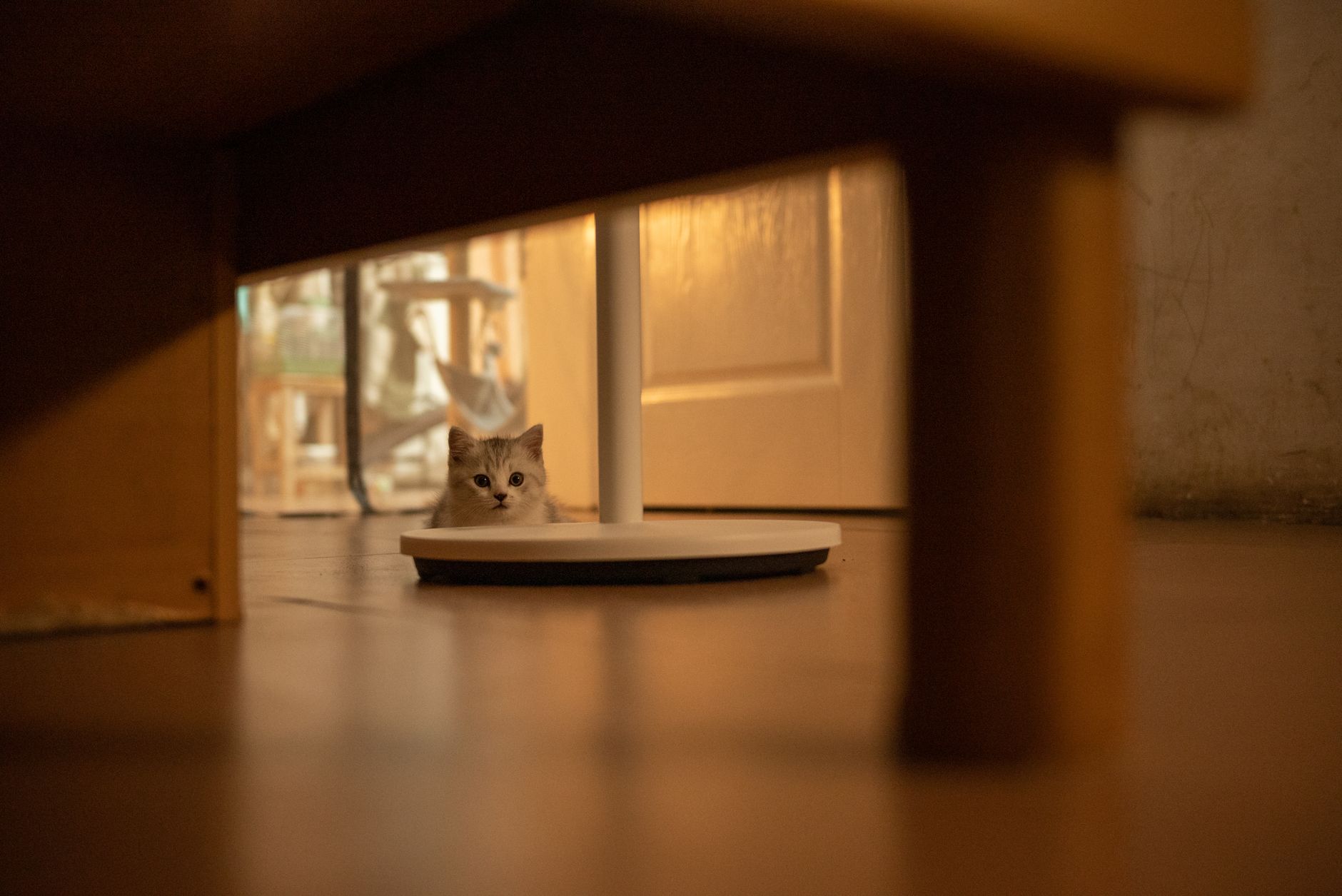 Cat Carrier for Flying: Airline Size Rules, IATA Standards, and What to Buy