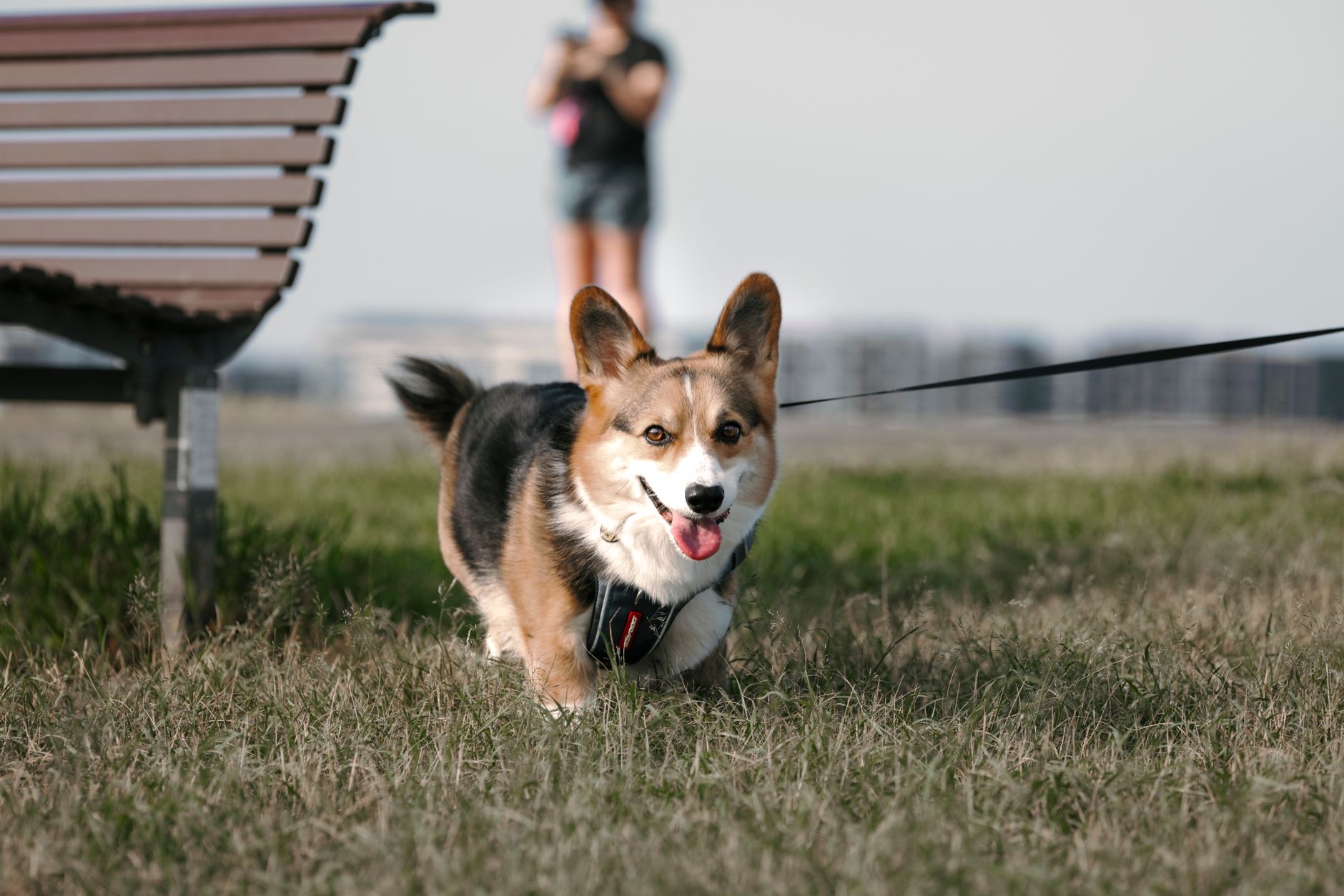 leashed small dog at outdoor airport pet relief area before a flight