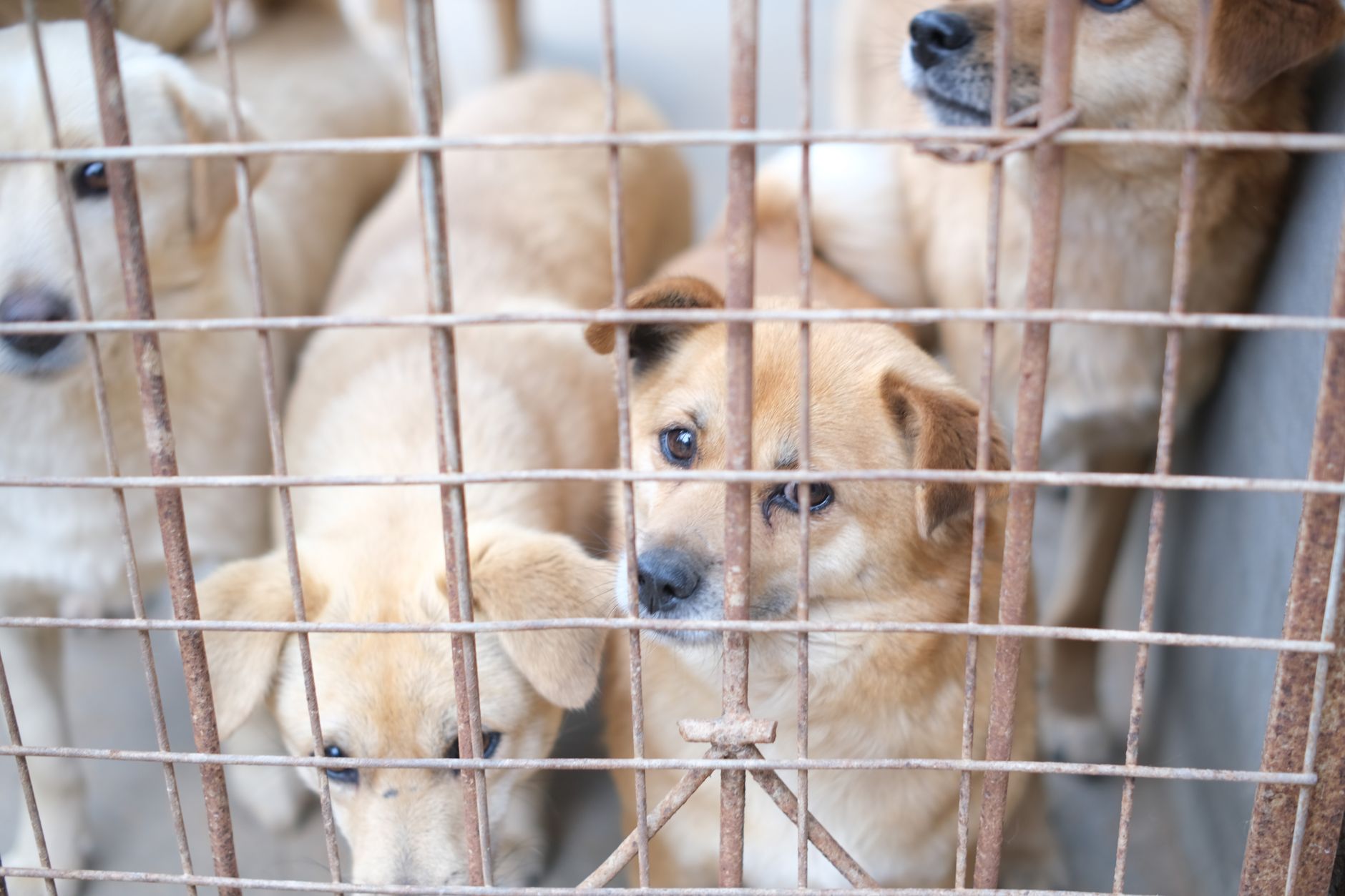 dog waiting in airport animal quarantine kennel corridor
