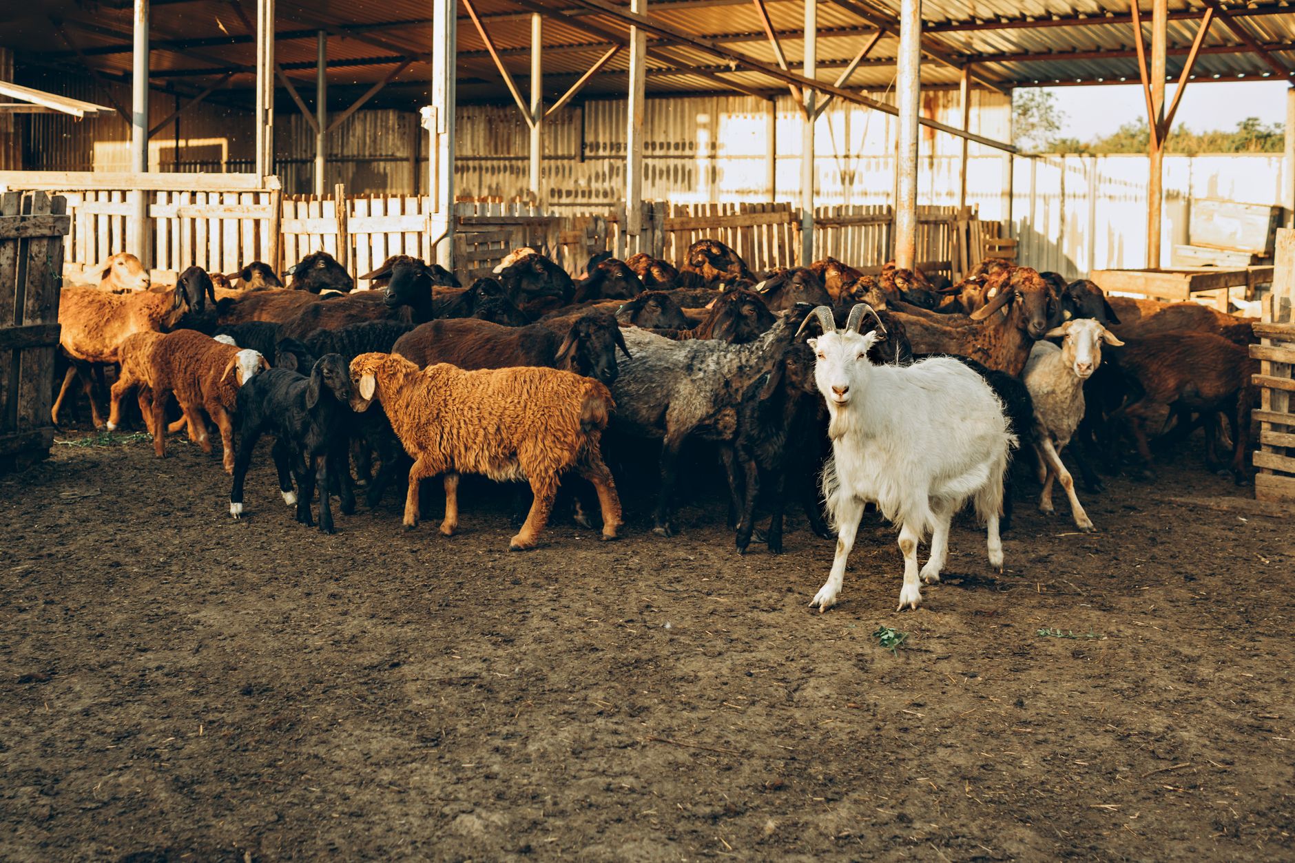 livestock farm herd