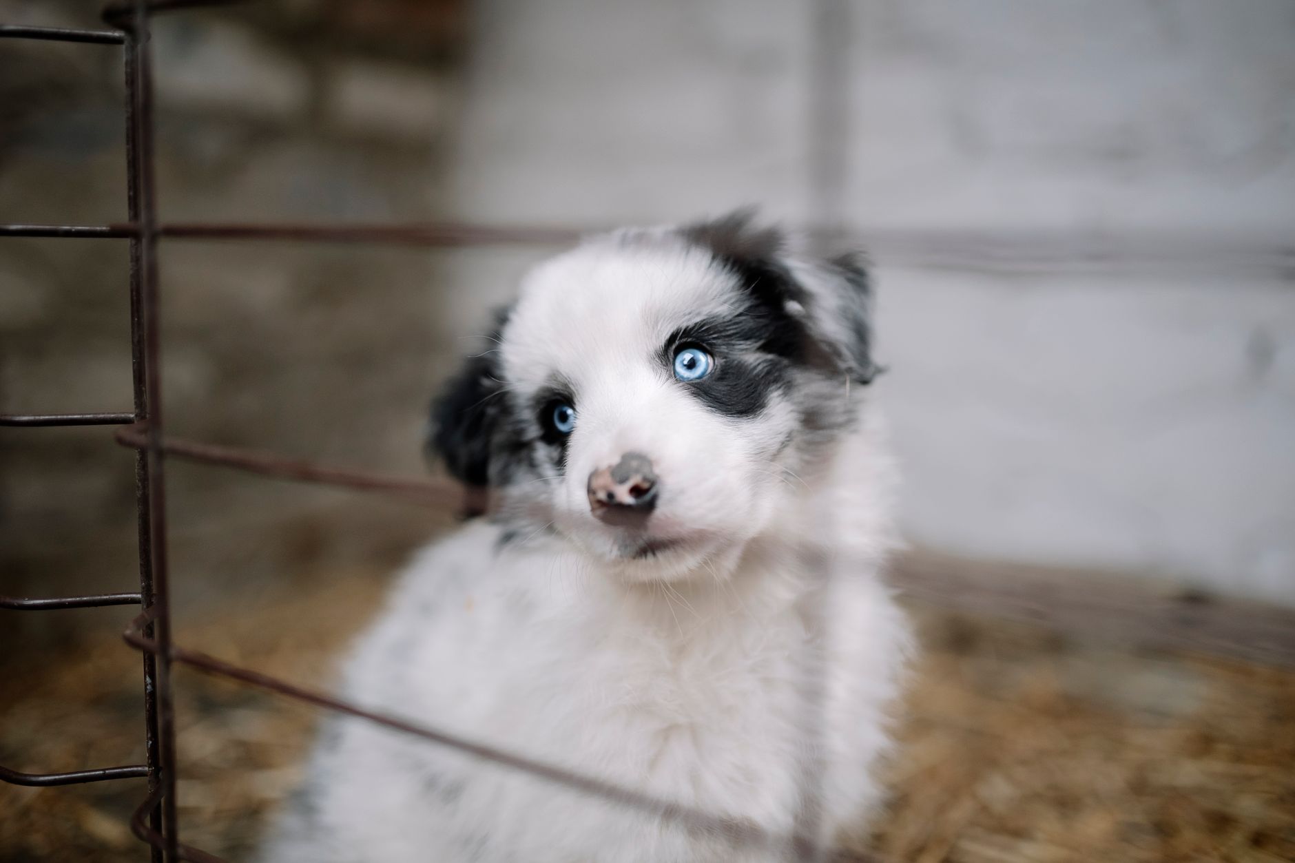 dog waiting inside airport quarantine kennel crate