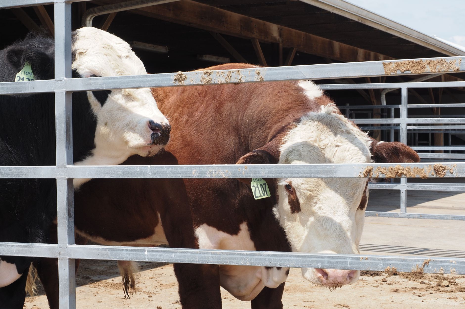 Animal Quarantine Meaning: Definition, Rules, and Border Control