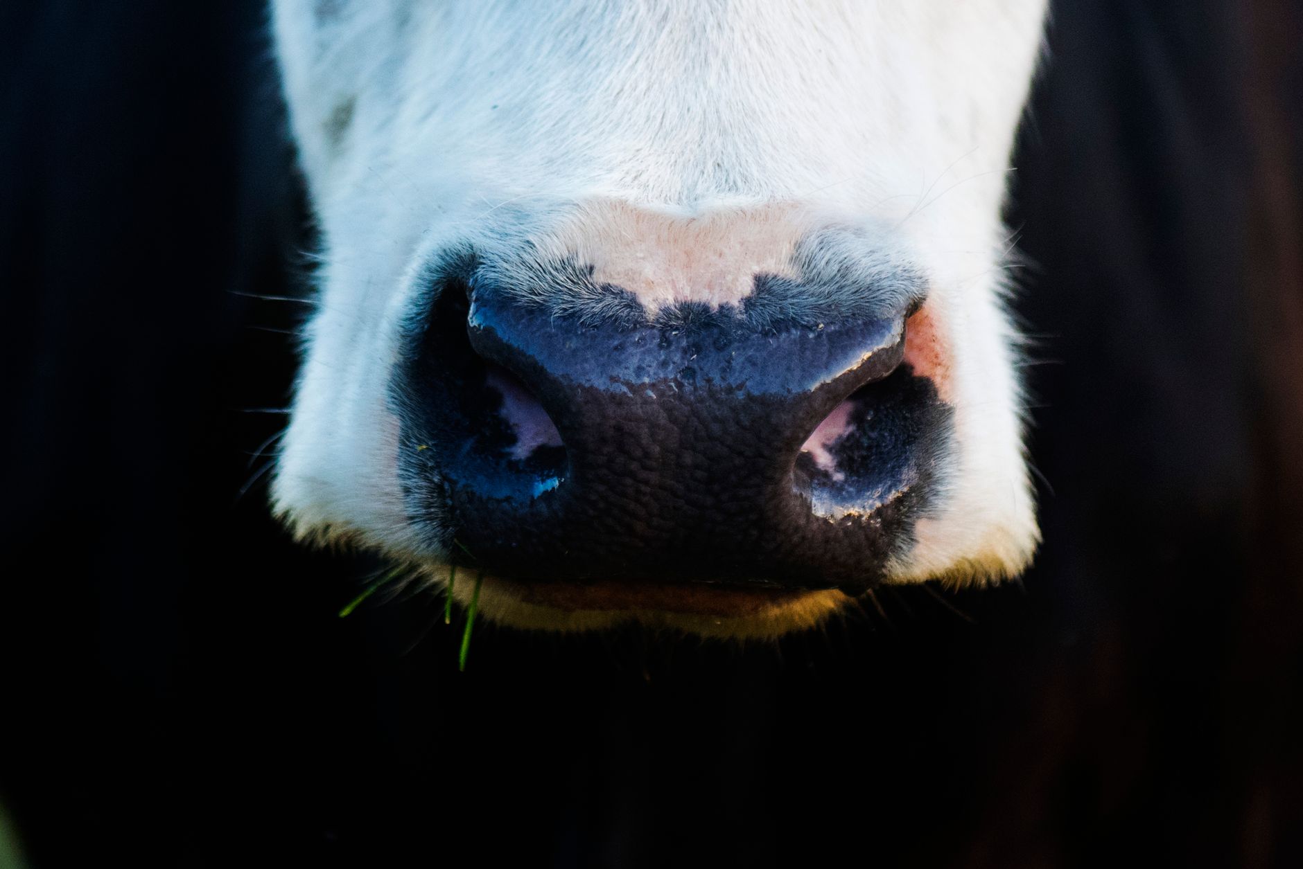 cattle muzzle livestock