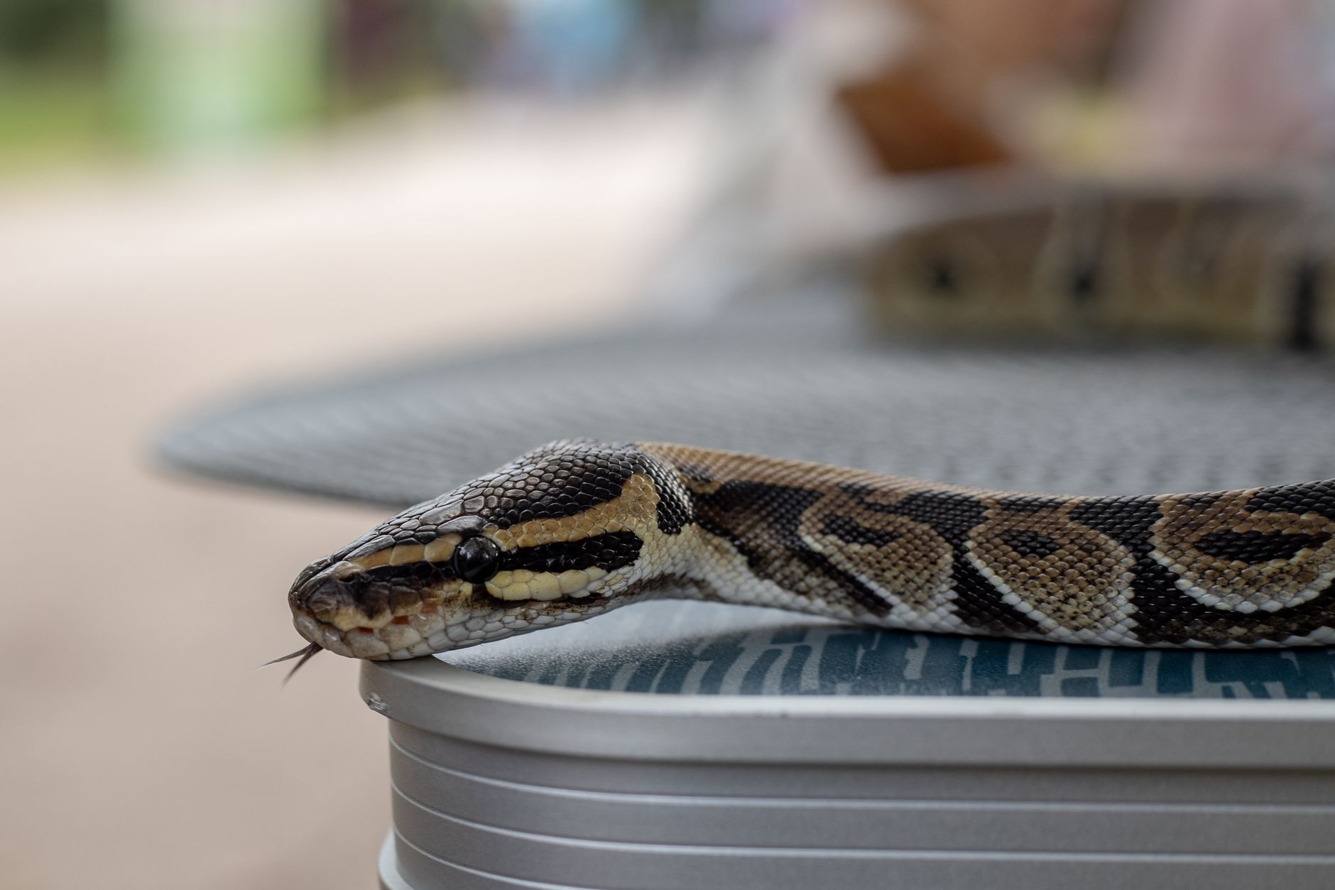 customs inspection live snake pet carrier airport