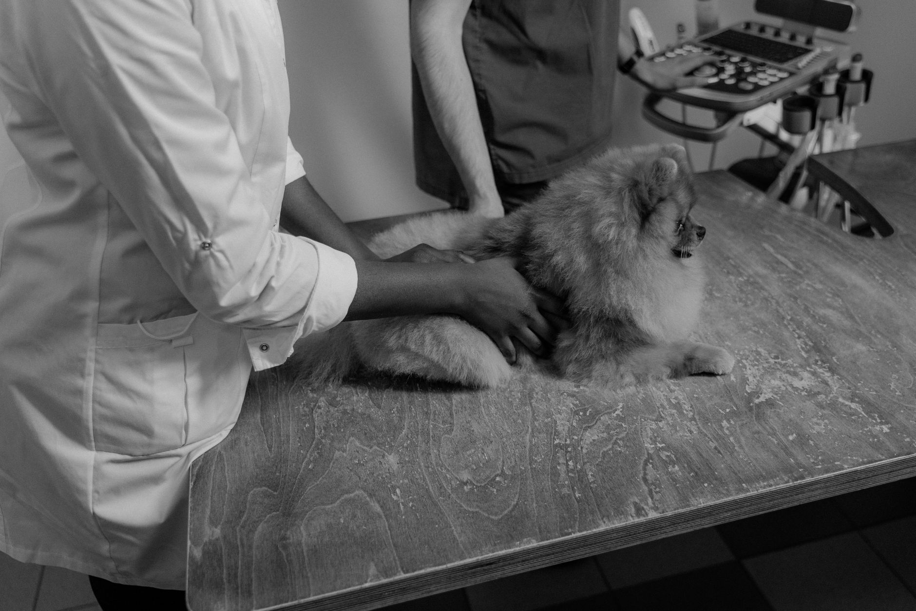 veterinarian clinic dog checkup