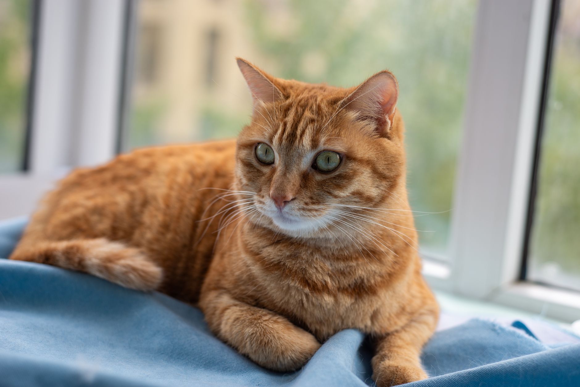 tabby cat inside airline cabin soft-sided kennel