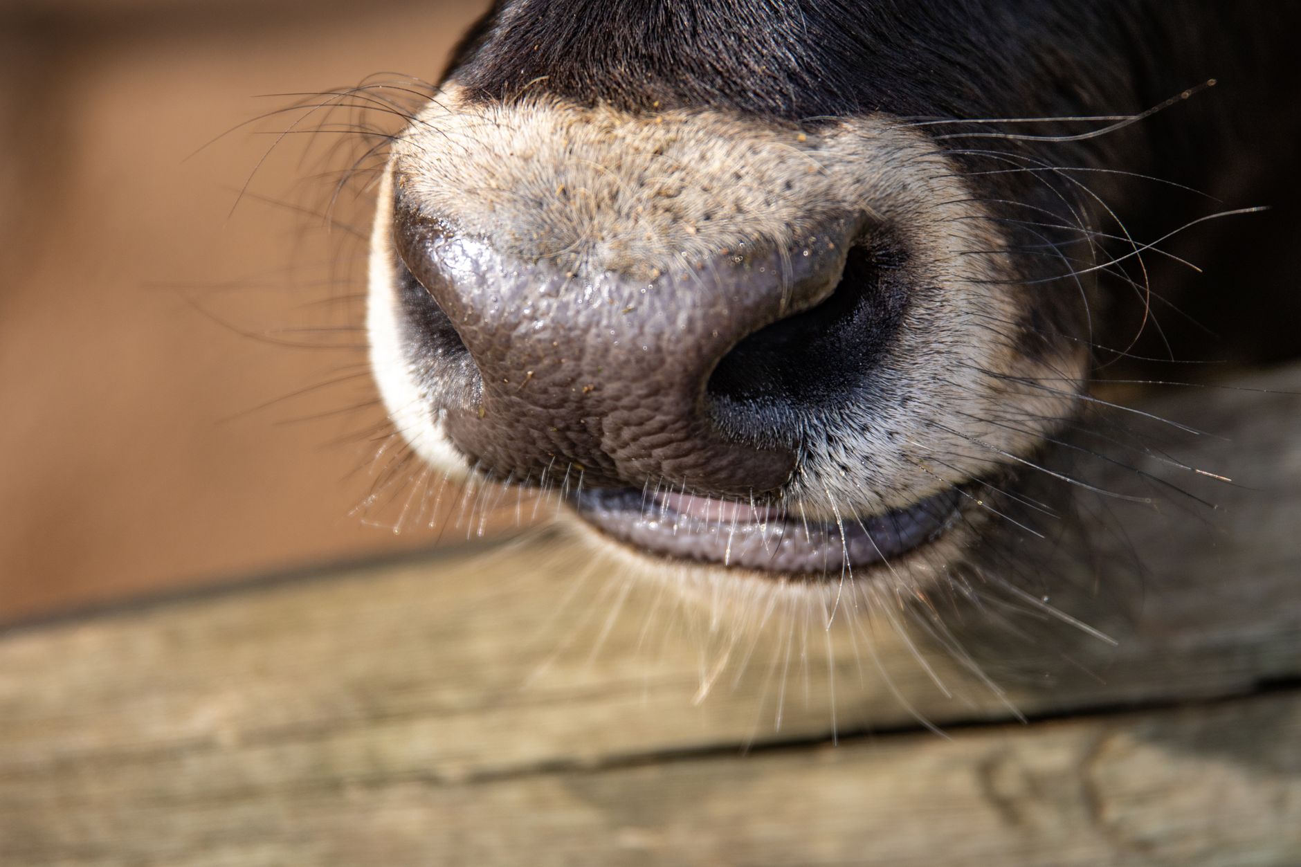 livestock nose biometric