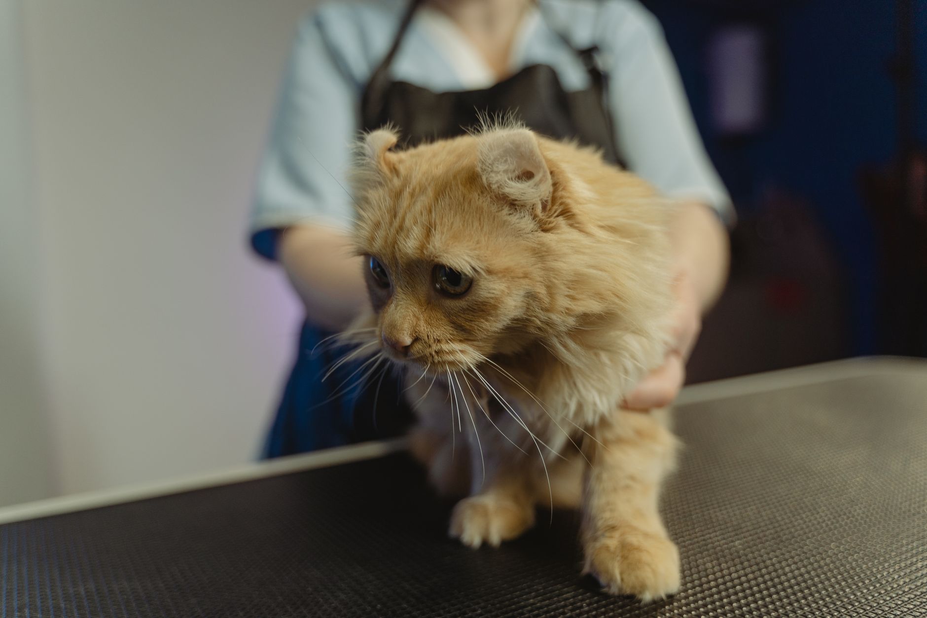veterinarian examining cat on exam table for travel health certificate