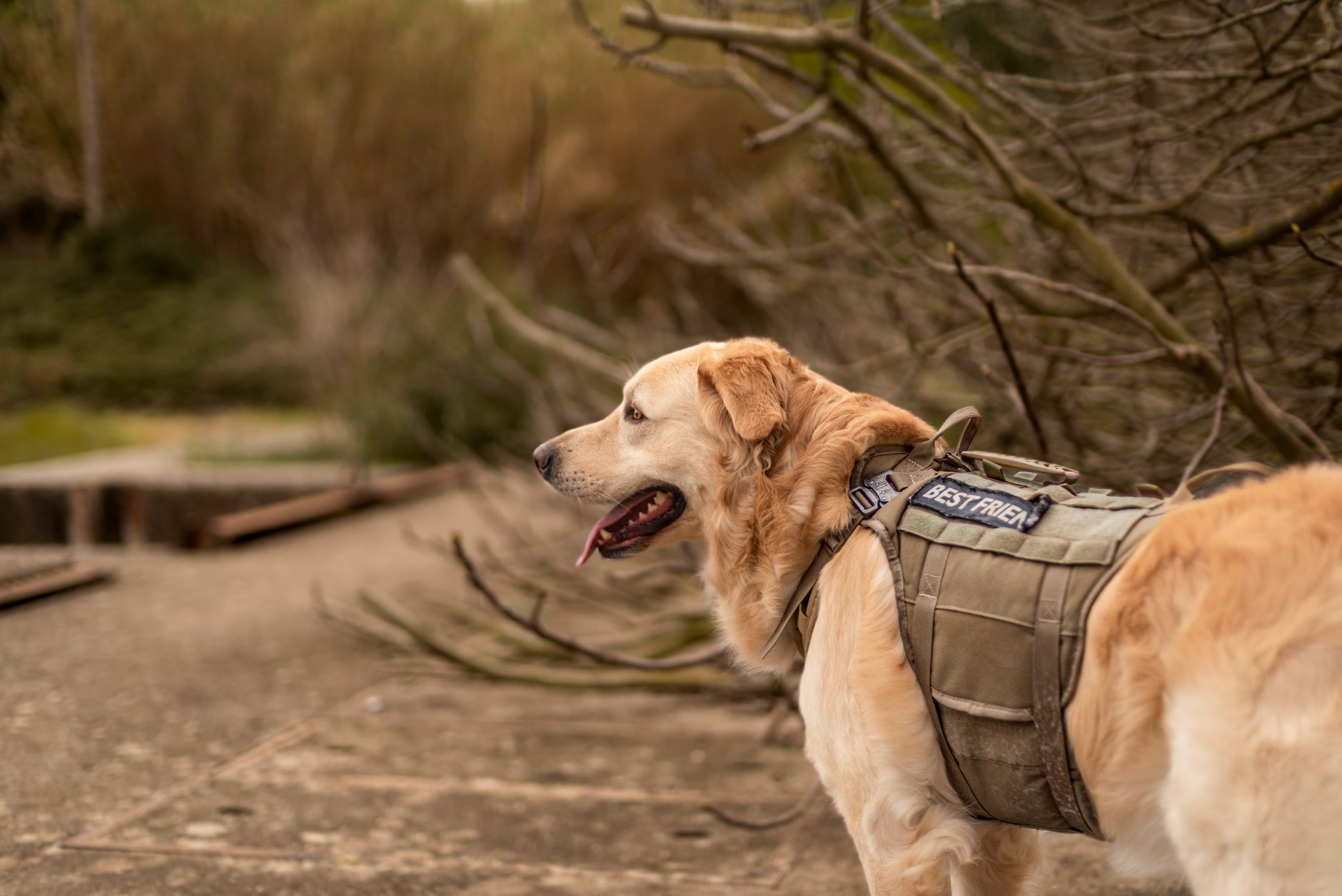 service dog in vest walking through airport terminal