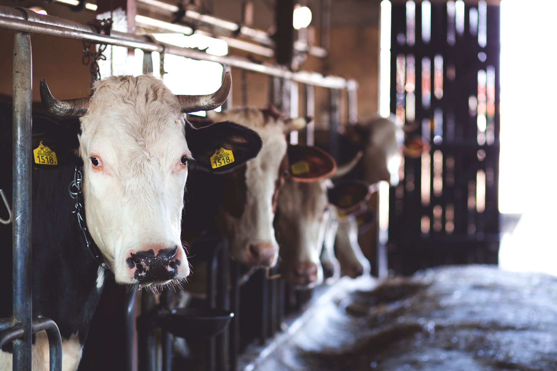 animal livestock barn