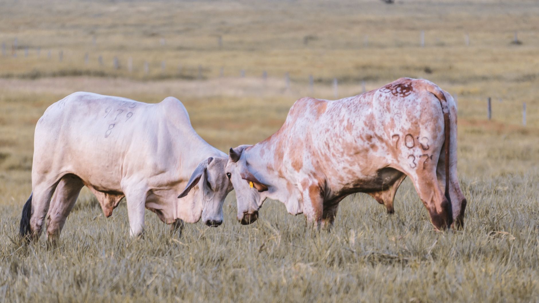 cattle ranch pasture