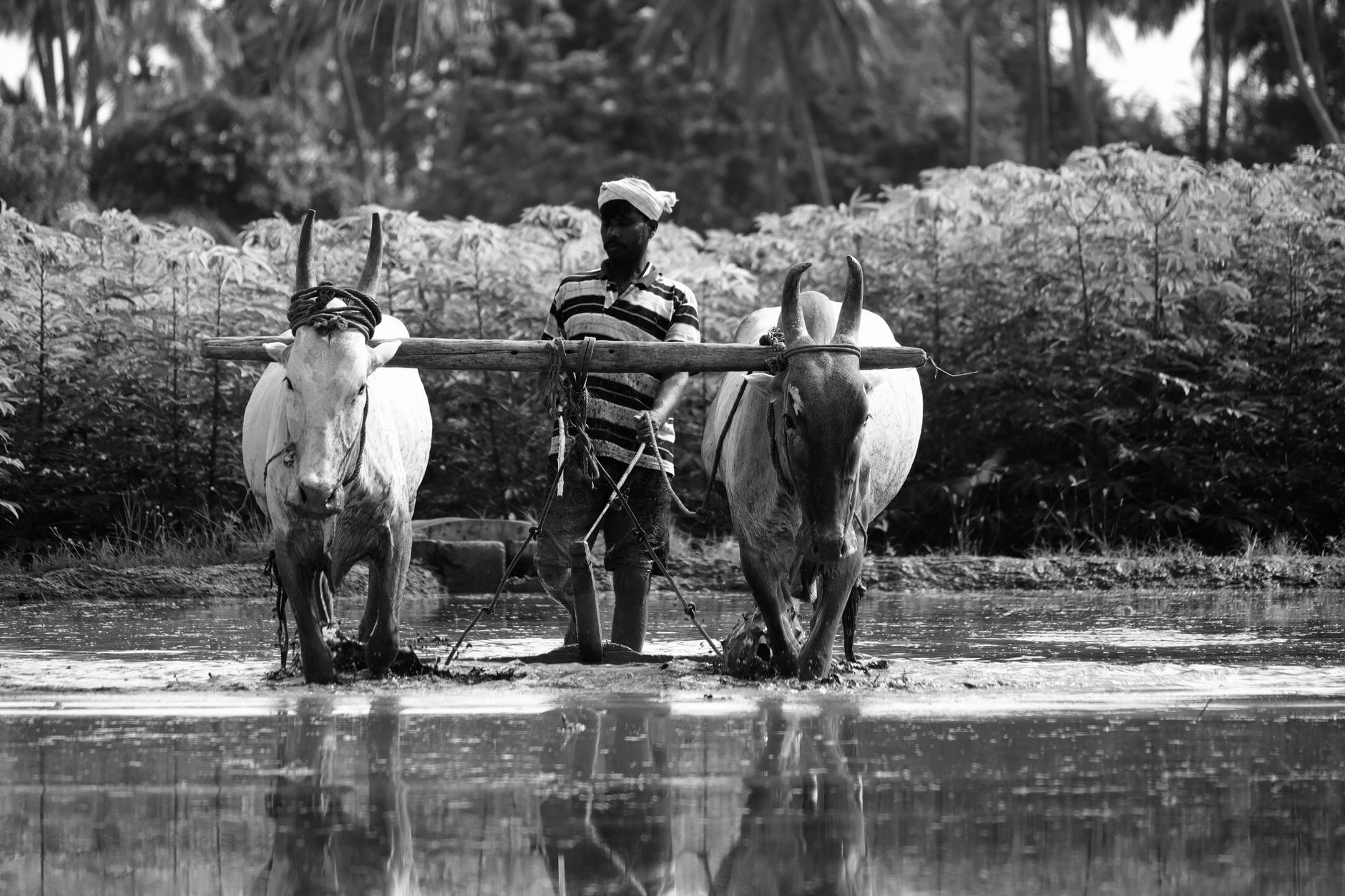 farmer leading livestock through flooded field