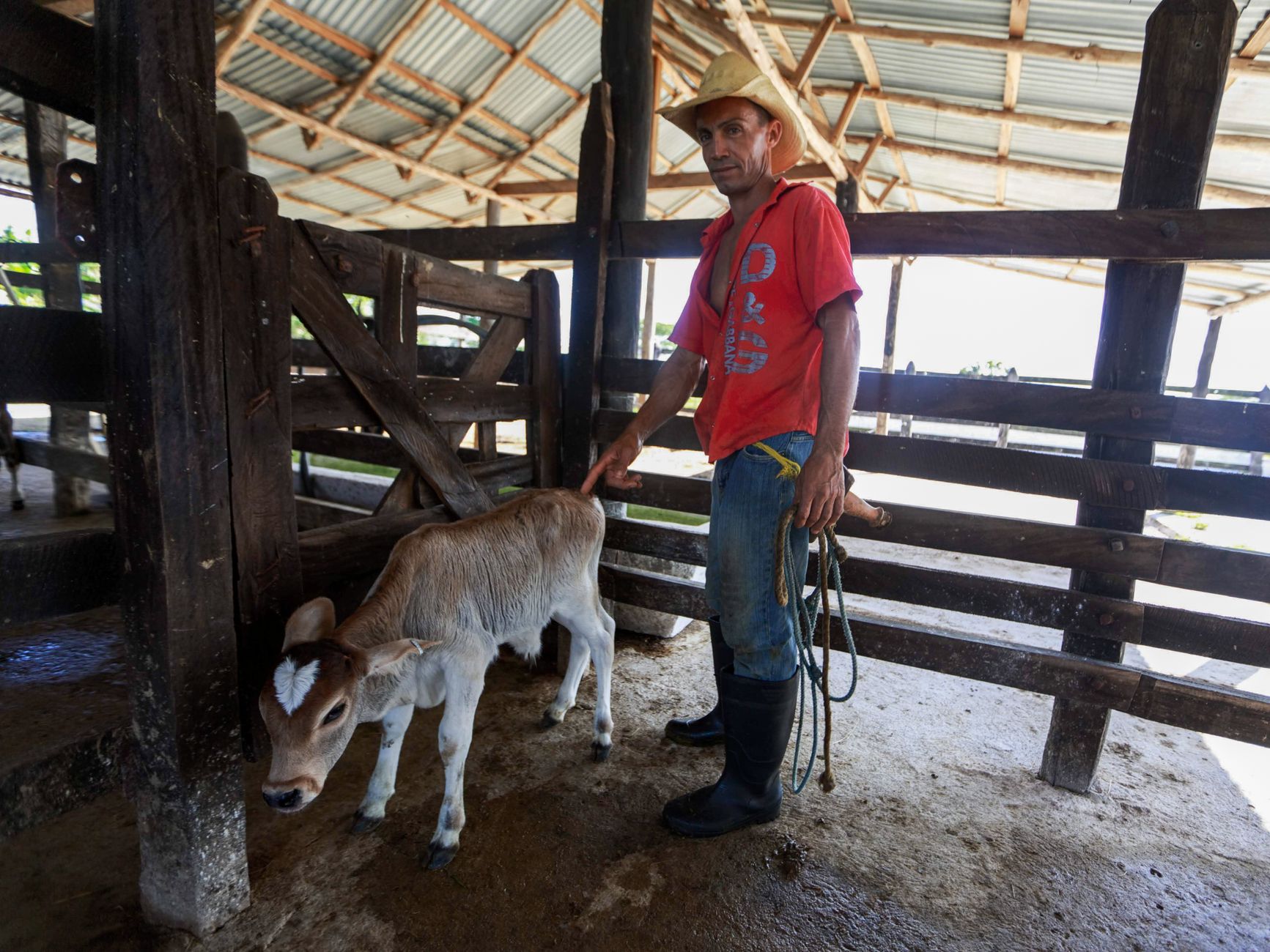 veterinarian inspecting cattle at border quarantine pens