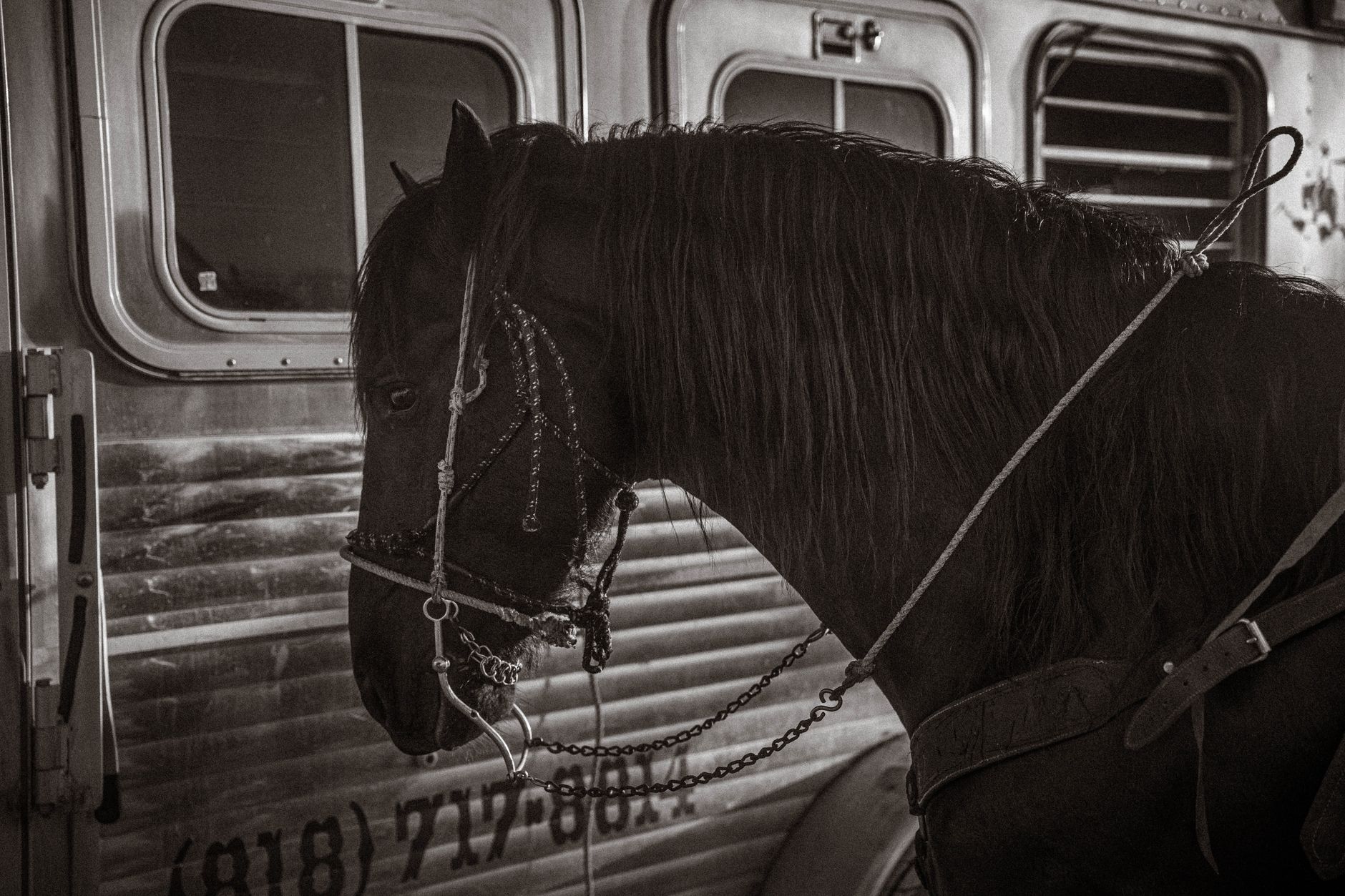 veterinarian examining horse before transport trailer farm