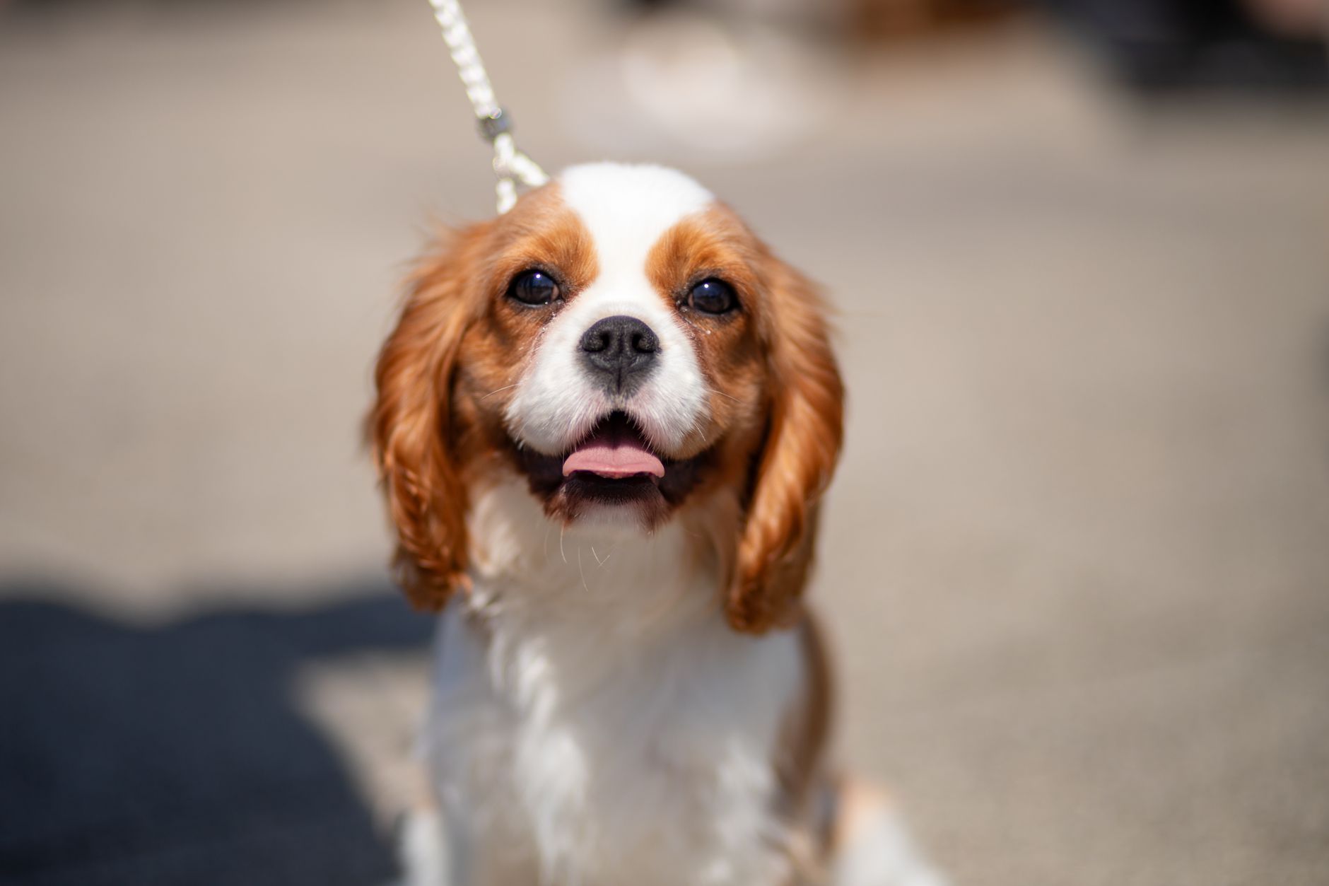 leashed small dog at outdoor airport pet relief area before a flight