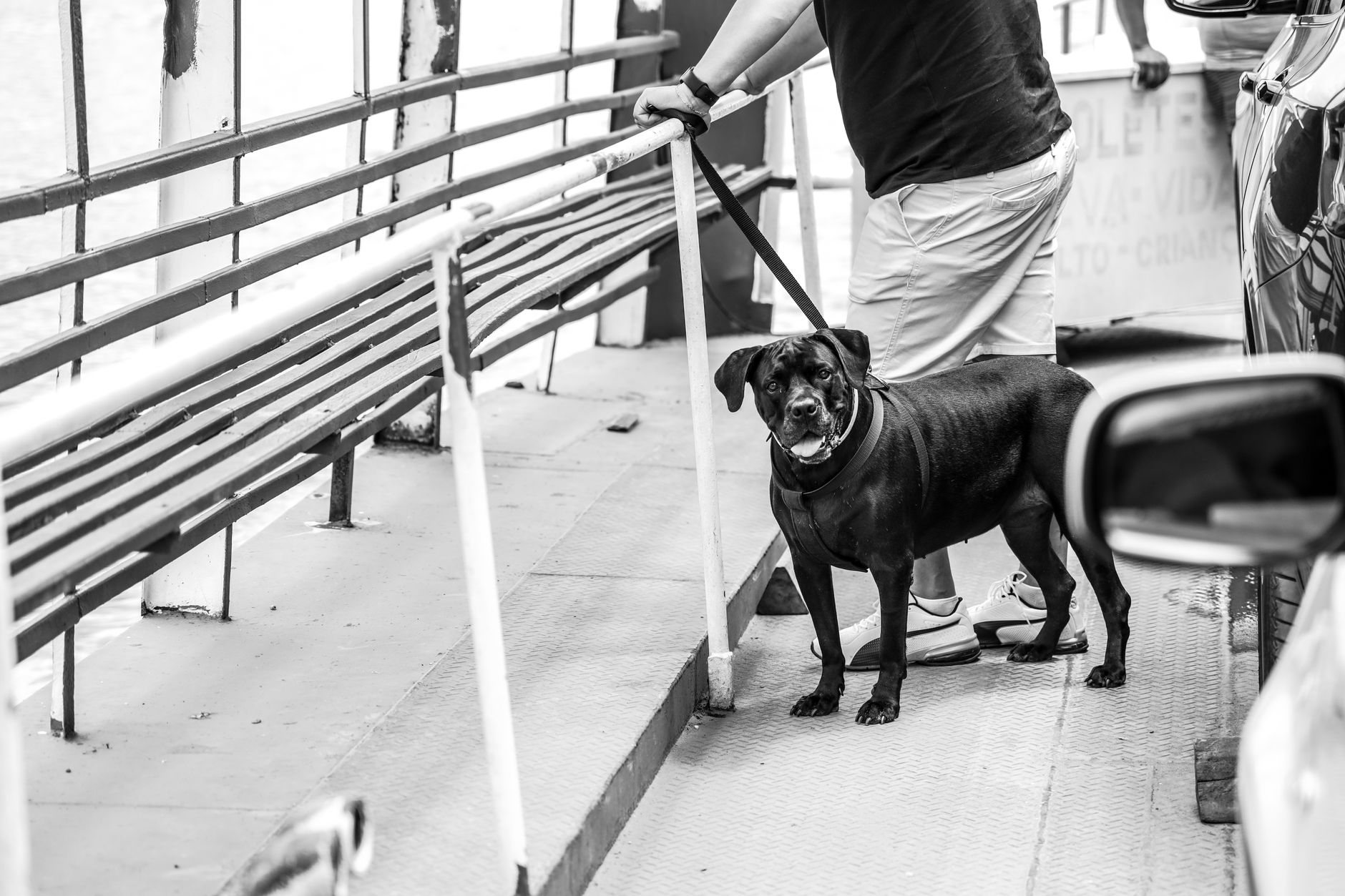 Do Pets Need Passports? Official Travel Rules Explained