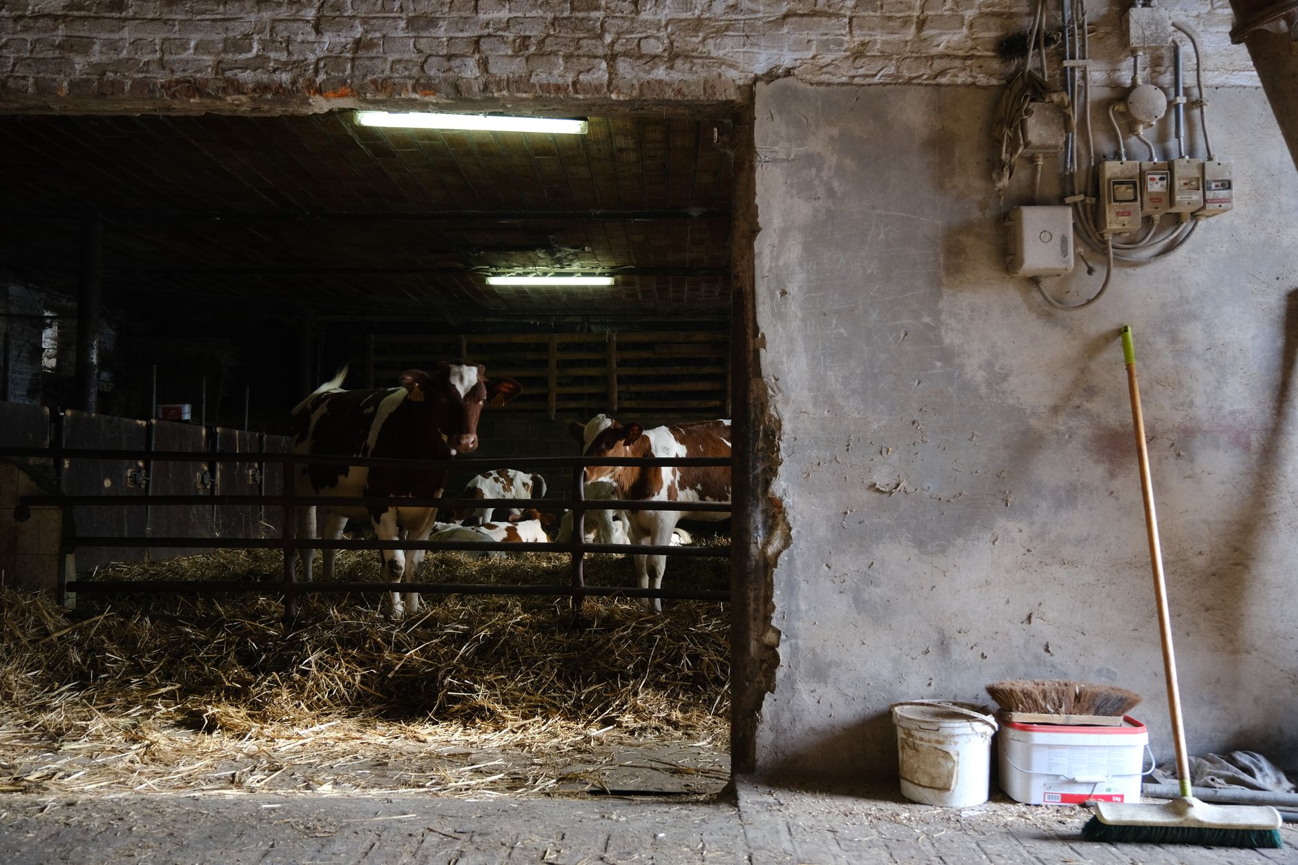 animal livestock barn