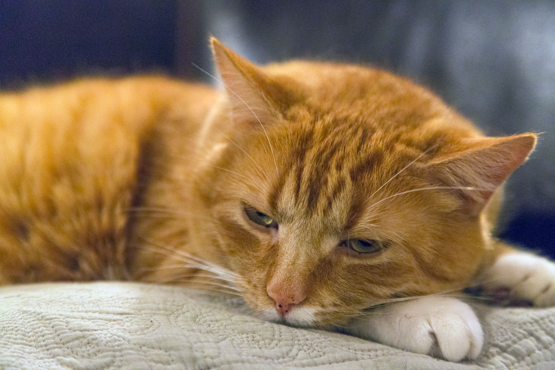 orange tabby cat soft carrier under airplane seat cabin travel