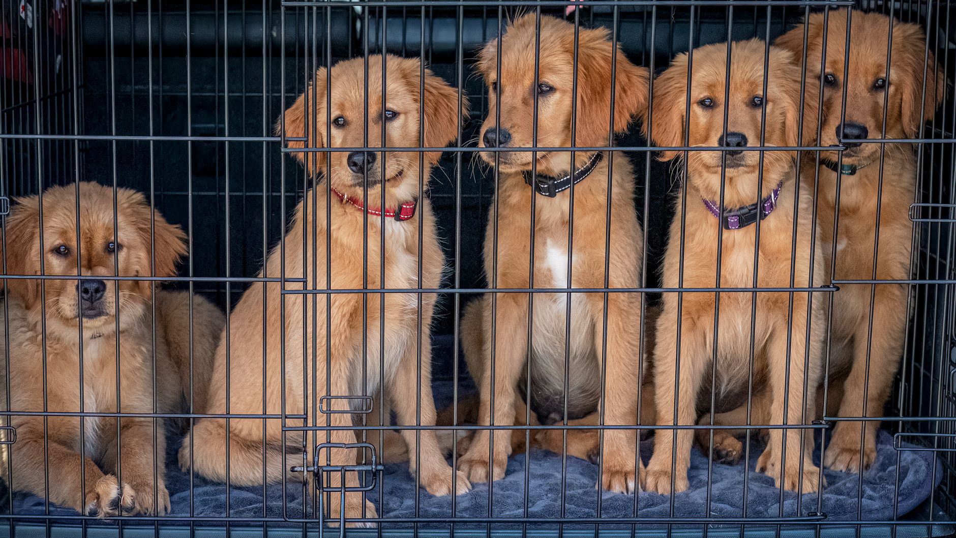 rigid plastic pet kennel live animals label airport curb