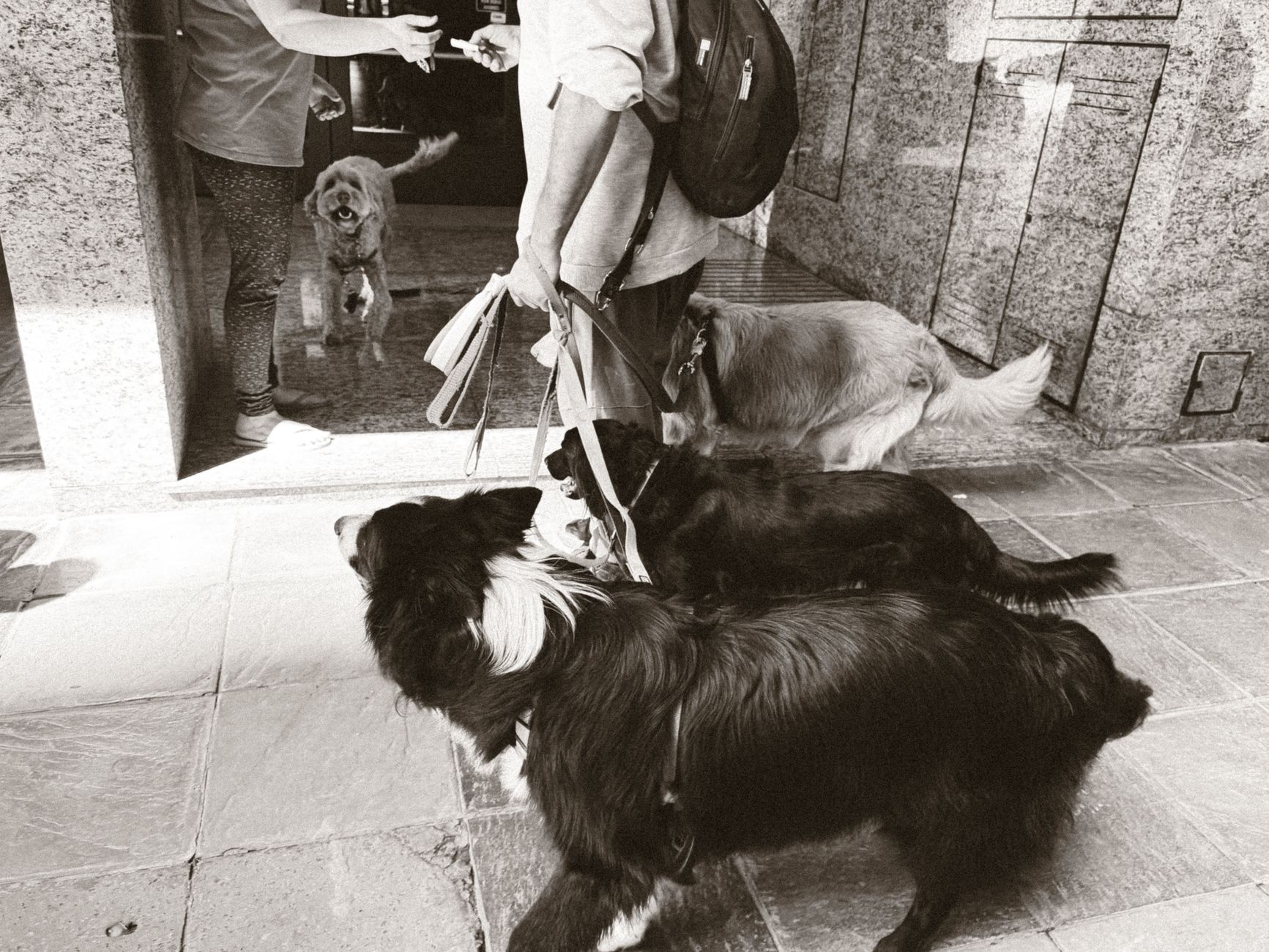 dog owner holding paperwork at US Mexico border crossing
