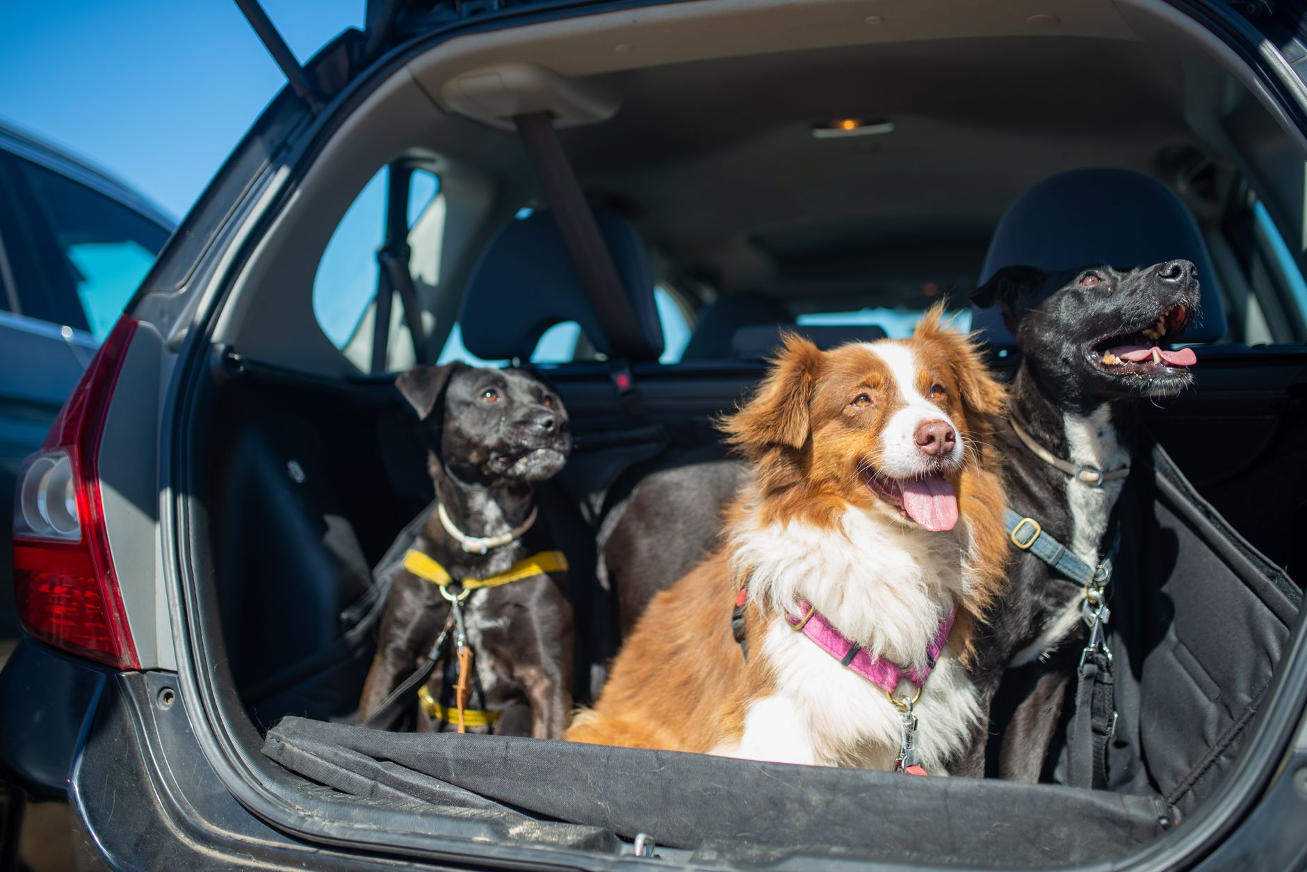 How to Bring a Dog from Canada to the US (2026 CDC & USDA Rules)