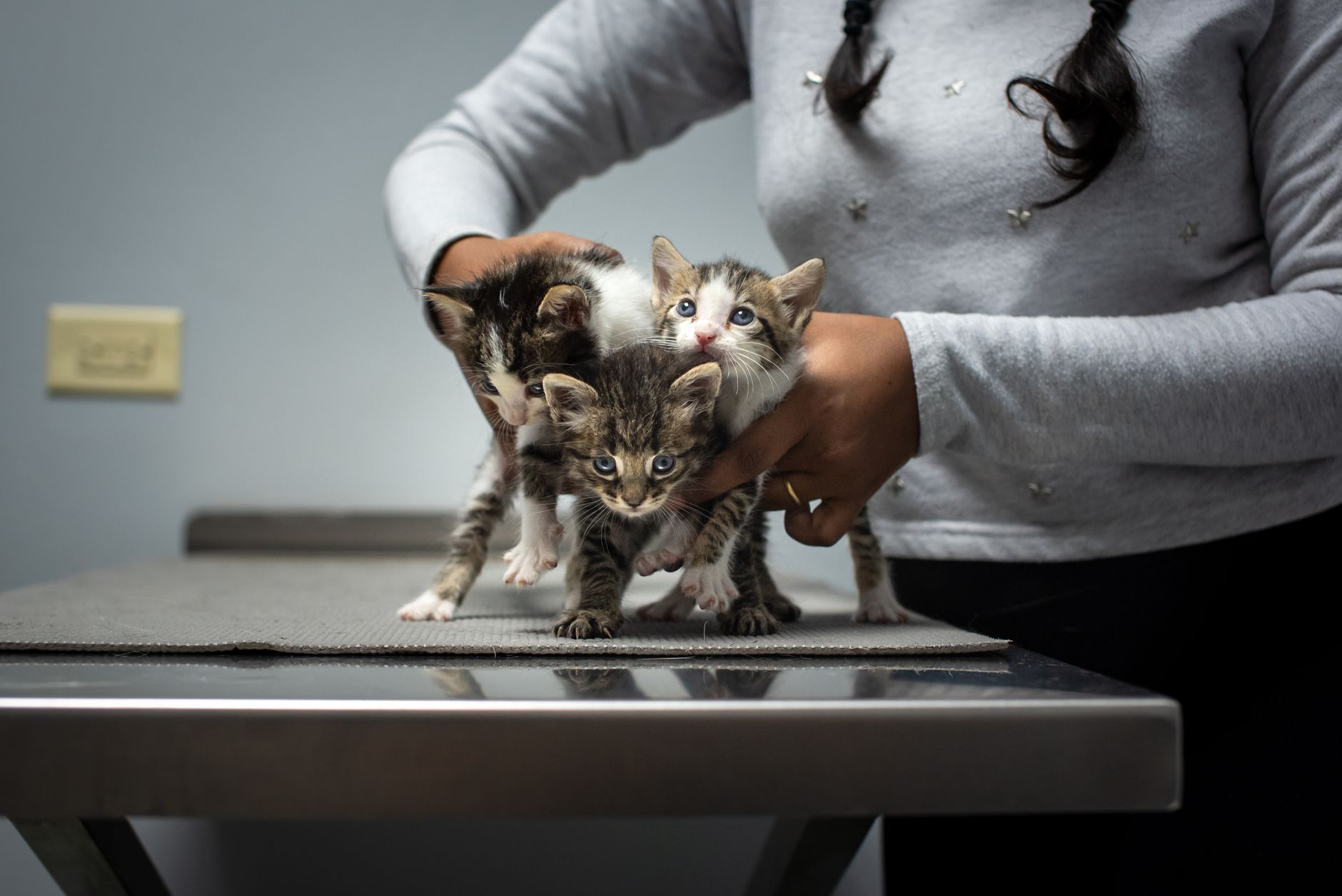 hard plastic cat cage carrier on veterinary clinic table