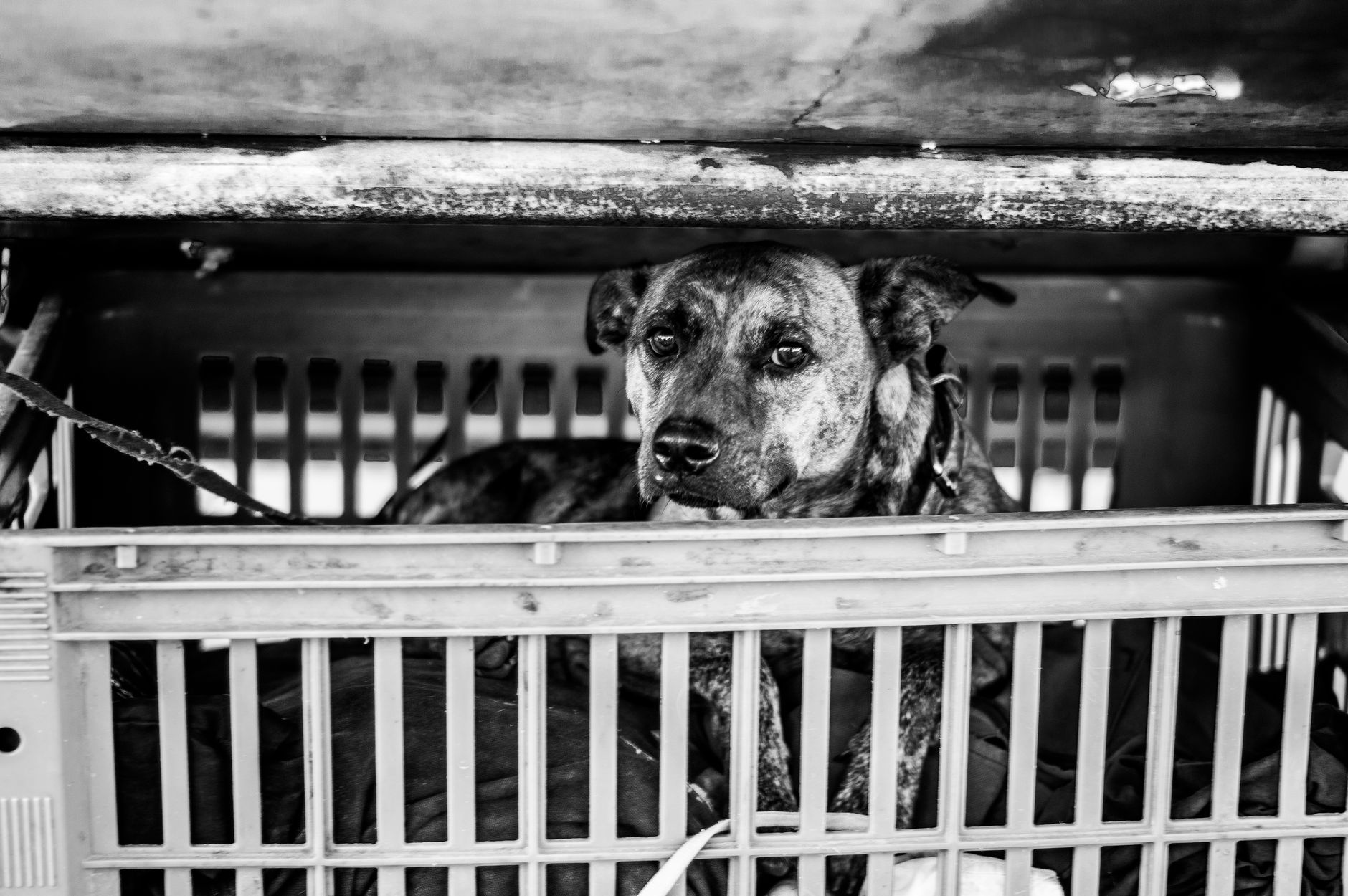 Shipping Pets: Rules, Routes, and How Relocations Work