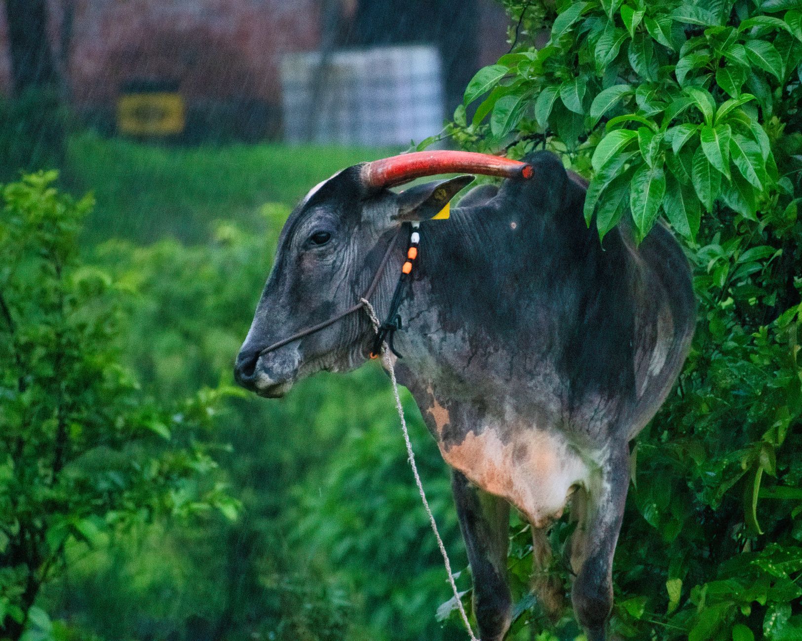 cows standing in rain
