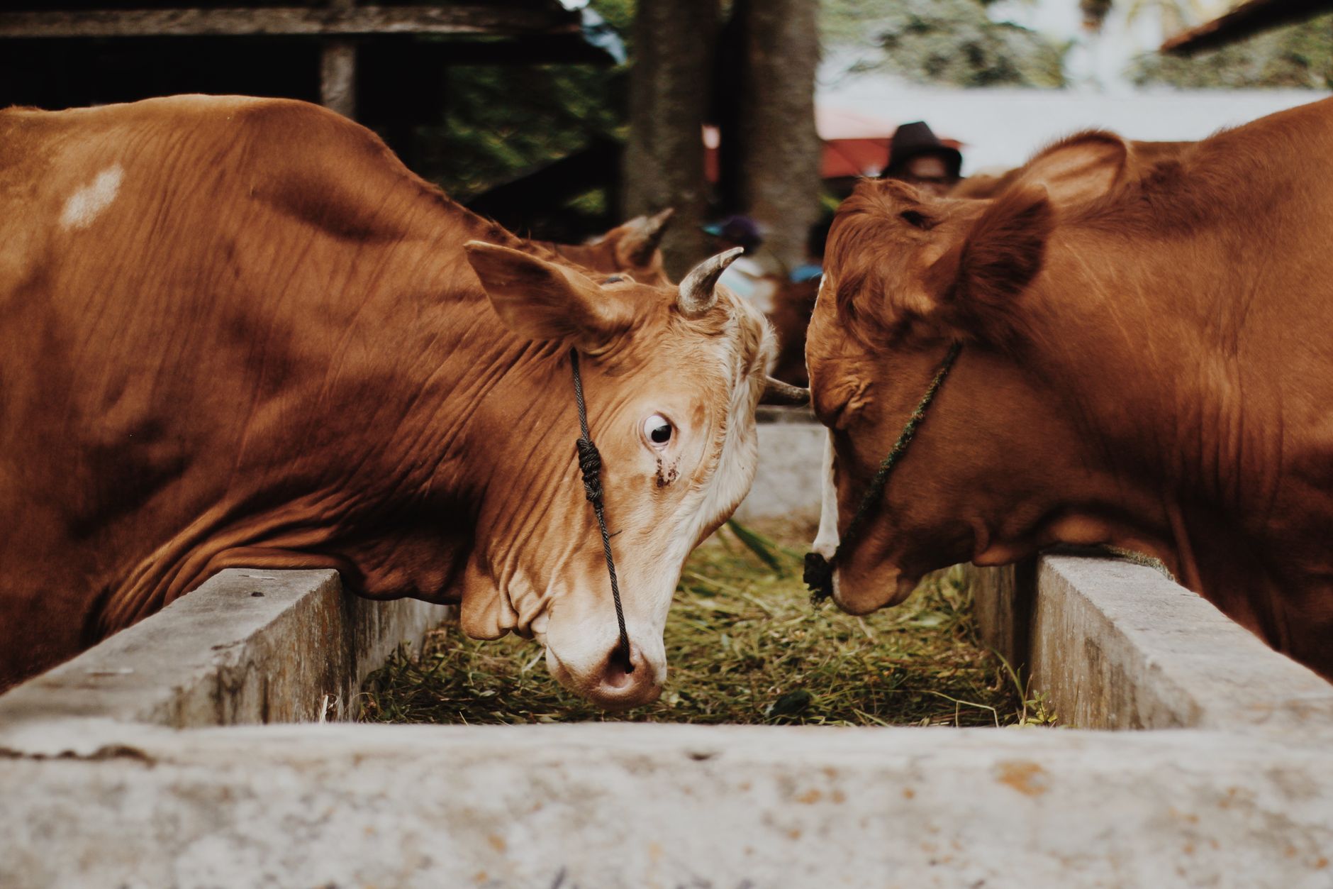 veterinarian cattle exam
