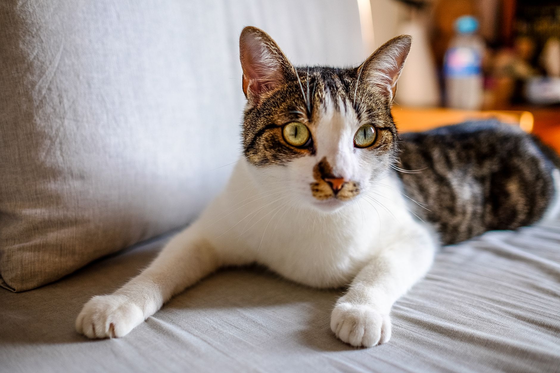 tabby cat resting inside soft airline underseat pet carrier