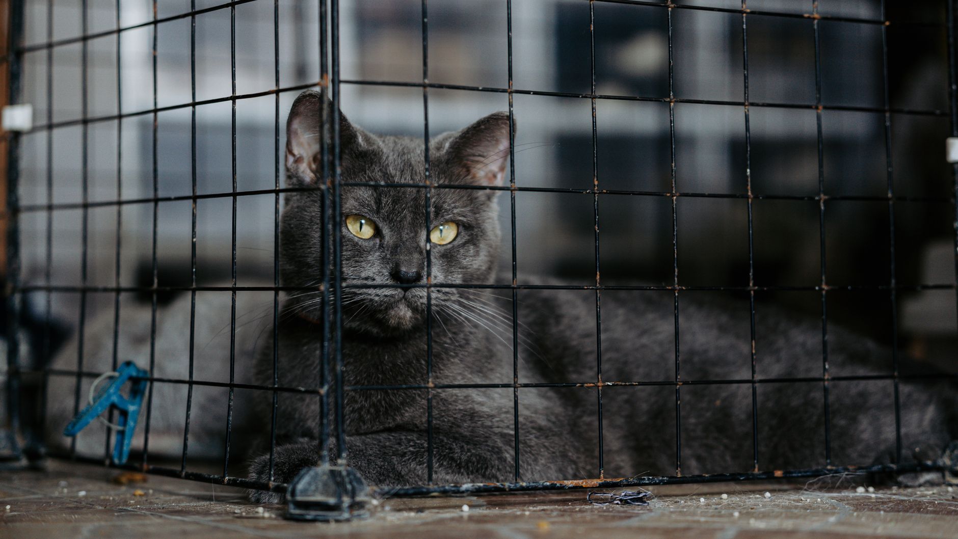 tabby cat inside mesh airline pet bag at boarding gate