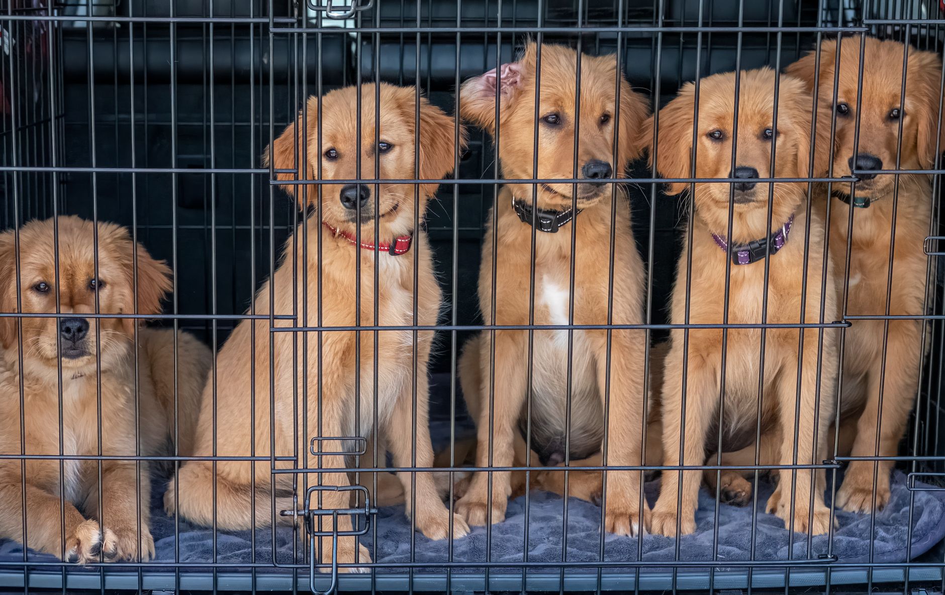 quarantine kennel facility with dog crates indoors