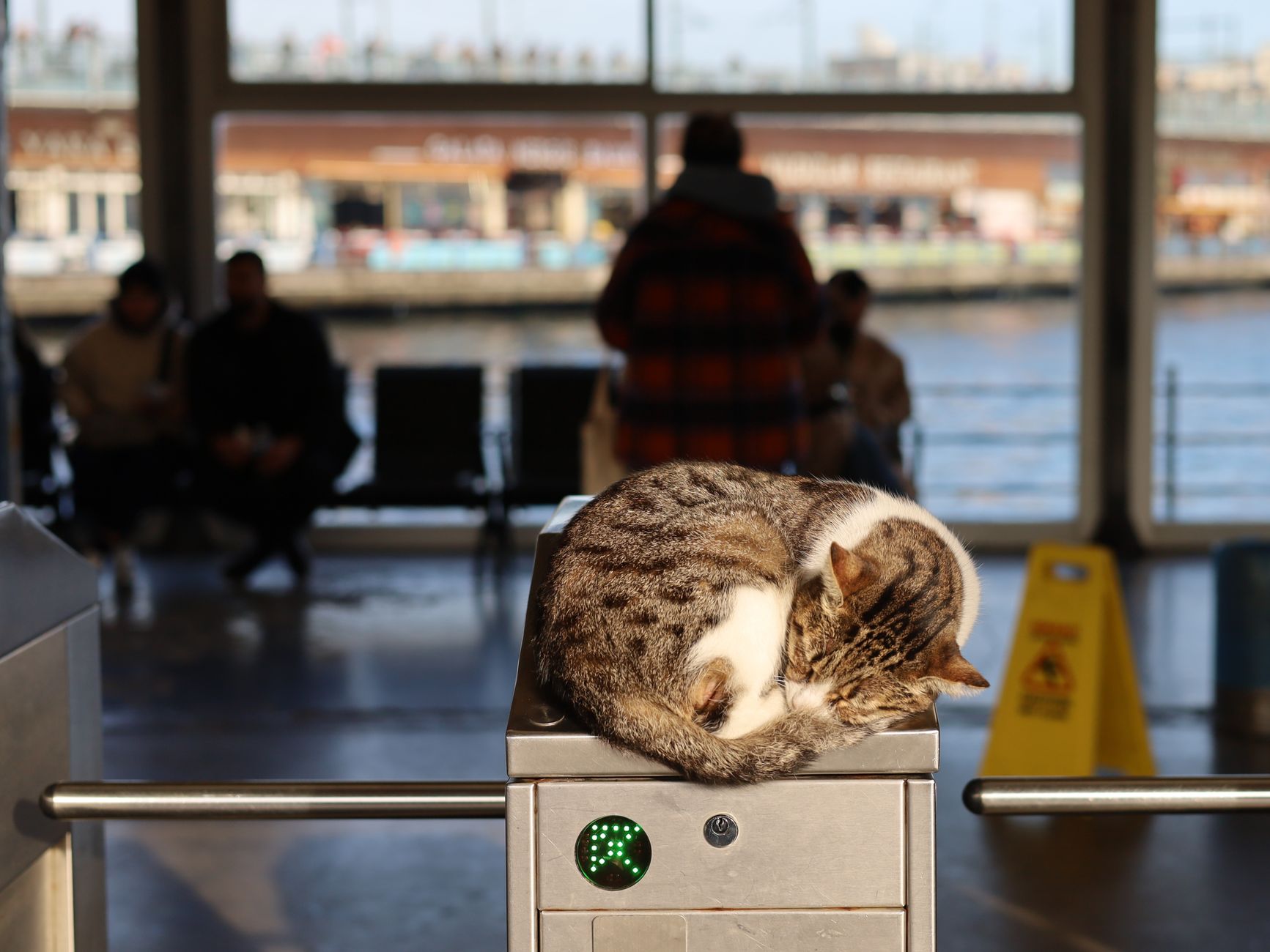 Southwest Airline Pet Policy: Cabin Fees, Carrier Rules, and Booking Steps