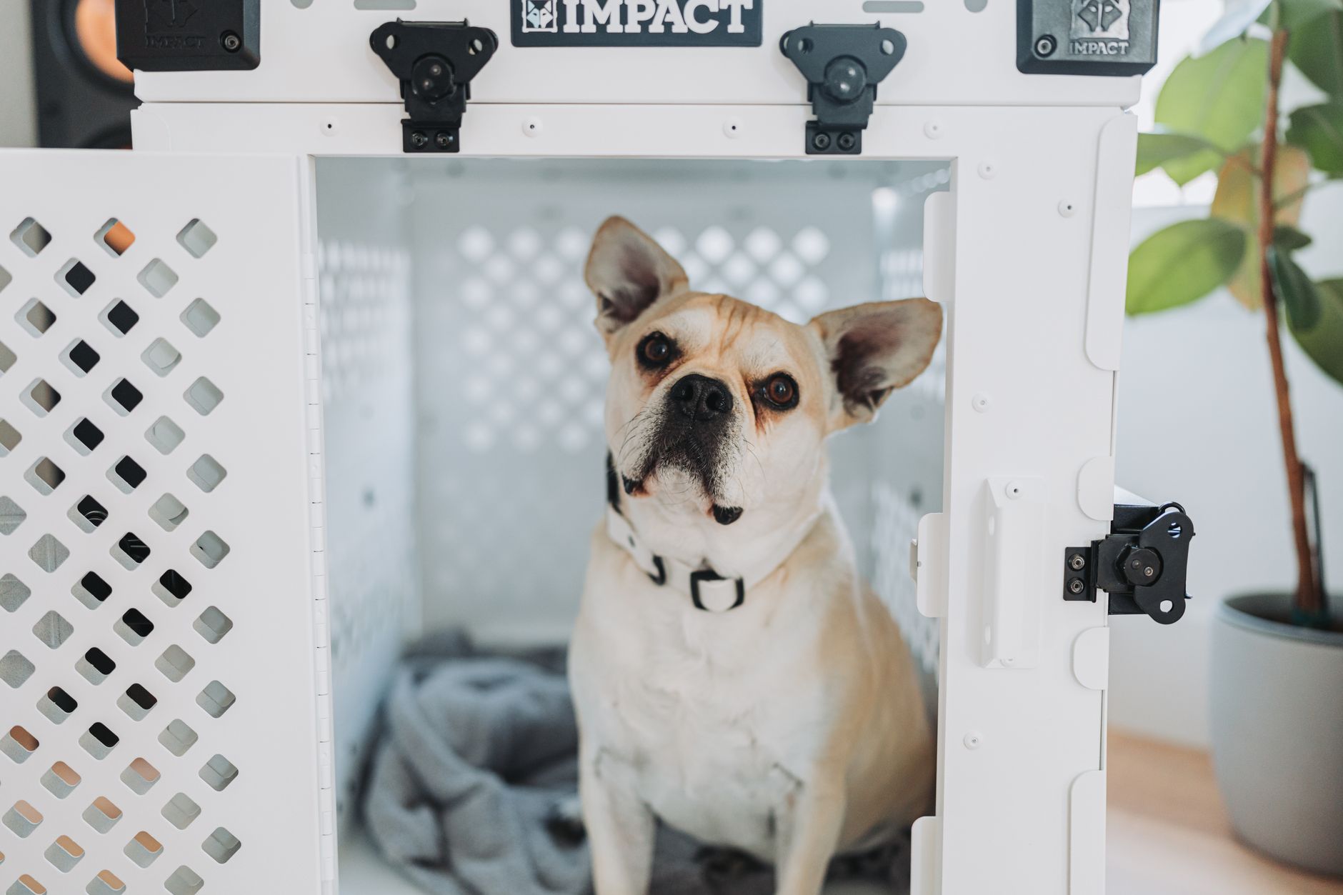dog waiting inside airport quarantine kennel crate