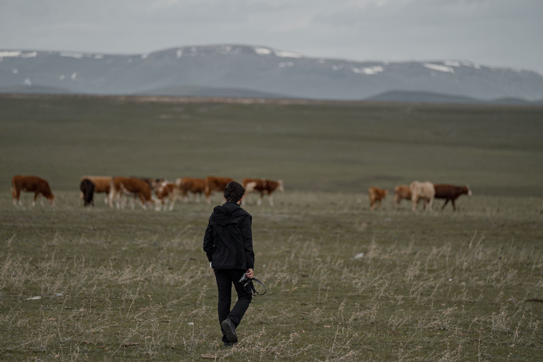 farmer photographing cattle phone